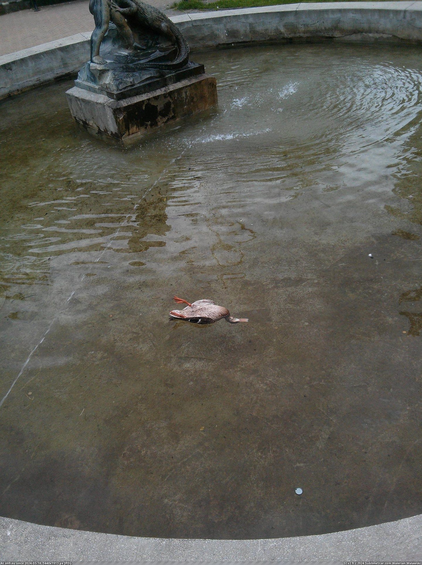 #Fountain #Swimming #Upside #Duck [Mildlyinteresting] A duck in this fountain is swimming upside down. Pic. (Изображение из альбом My r/MILDLYINTERESTING favs))