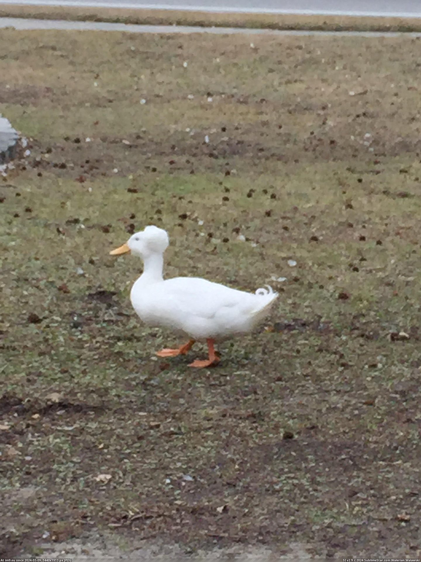 #Duck  #Afro [Mildlyinteresting] A duck with an Afro Pic. (Image of album My r/MILDLYINTERESTING favs))
