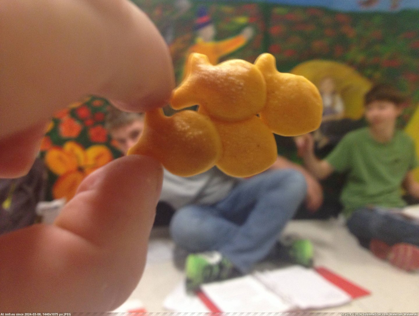 #School  #Goldfish [Mildlyinteresting] A School of Goldfish Pic. (Image of album My r/MILDLYINTERESTING favs))