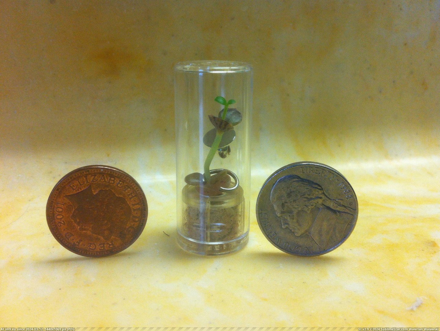 #Tiny #Mail #Tobacco #Company #Plant [Mildlyinteresting] A tobacco company sent me a tiny plant in the mail Pic. (Bild von album My r/MILDLYINTERESTING favs))