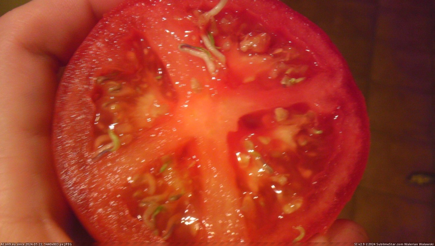 #Tomato #Sprouting #Seeds [Mildlyinteresting] A tomato's seeds were sprouting from inside the tomato Pic. (Obraz z album My r/MILDLYINTERESTING favs))