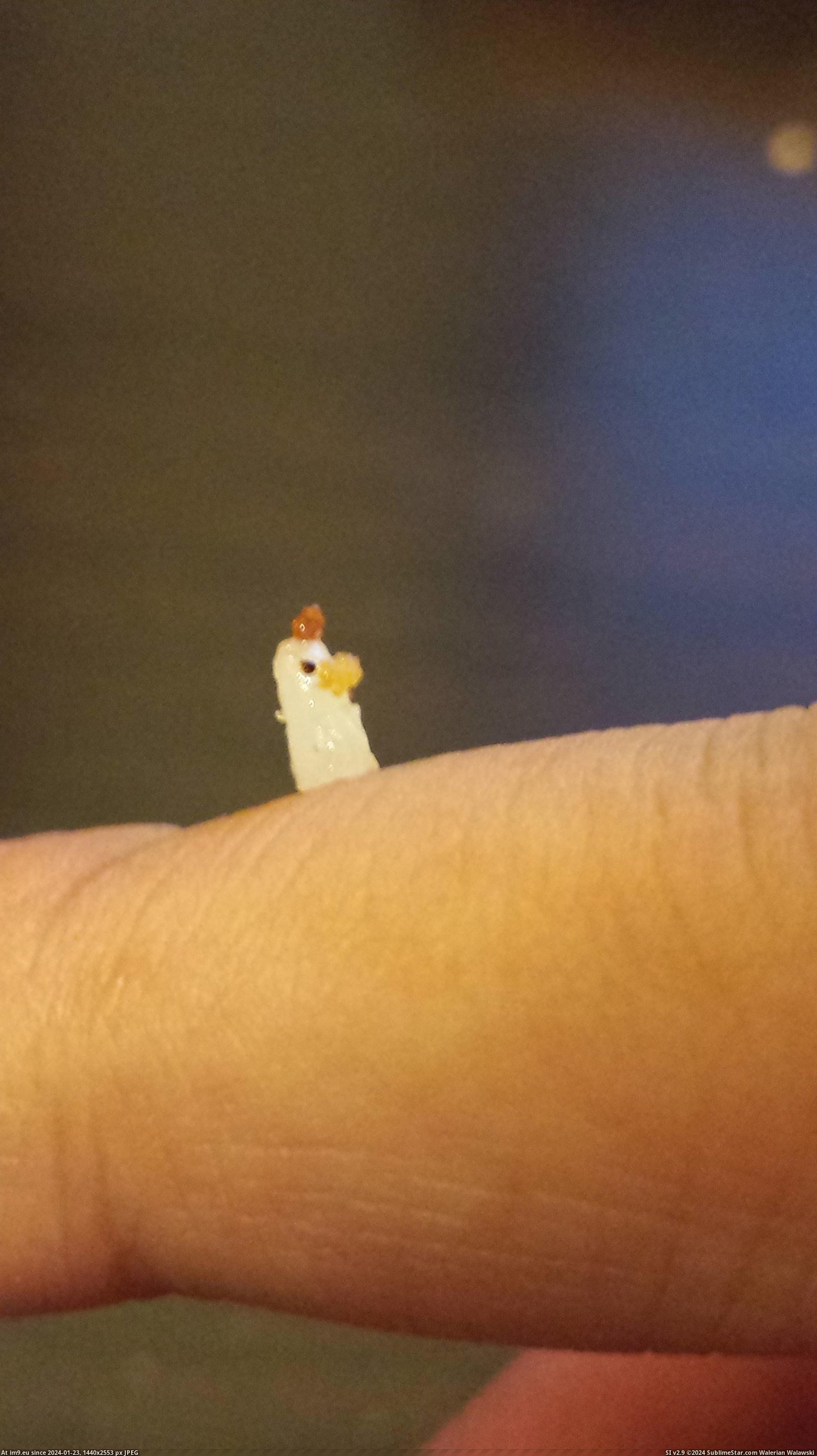 #Was #Eating #Stuck #Rice #Finger #Chicken [Mildlyinteresting] A was eating chicken with rice and it got stuck on my finger Pic. (Image of album My r/MILDLYINTERESTING favs))