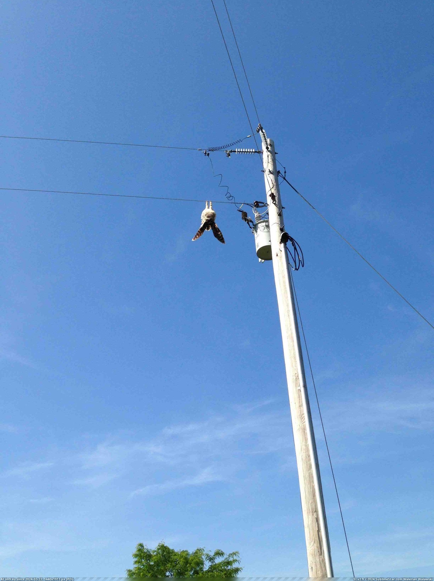 #Power #Line #Owl #Yard #Died [Mildlyinteresting] An owl died on the power line in our yard... it didn't let go. Pic. (Image of album My r/MILDLYINTERESTING favs))