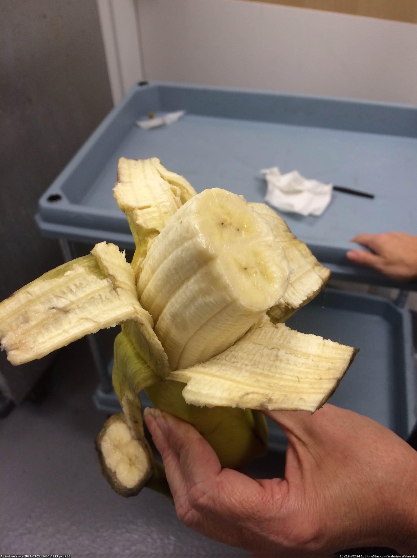 #For #Double #Added #Regular #Scale #Banana [Mildlyinteresting] Double Banana (Regular Banana added for scale) 1 Pic. (Obraz z album My r/MILDLYINTERESTING favs))