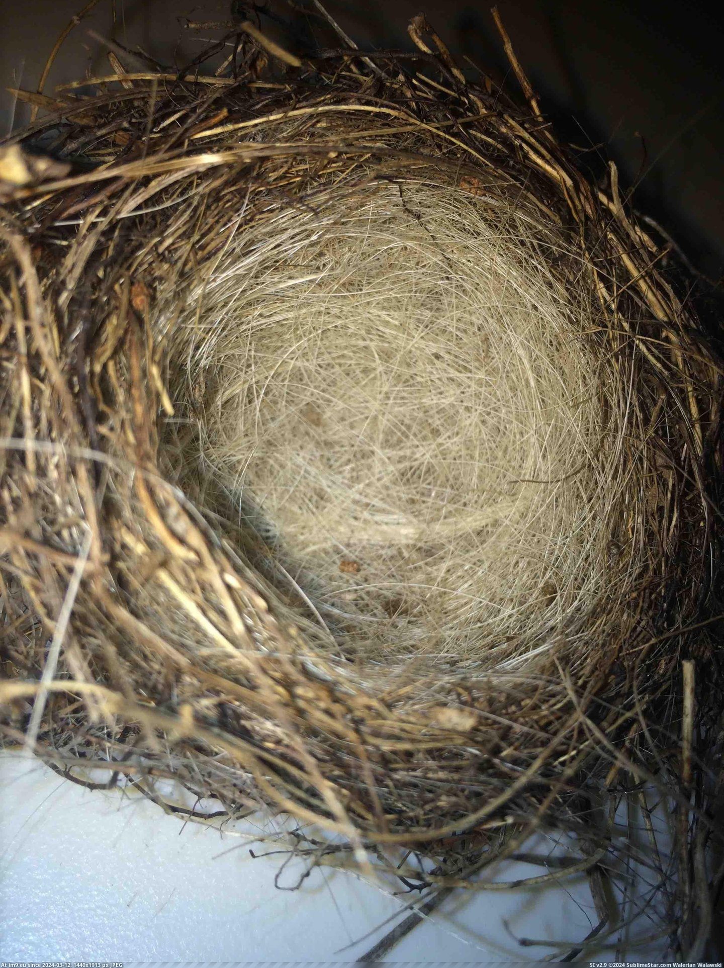 #Dog #Bird #Nest #Lined #Yard #Fur [Mildlyinteresting] Found a bird nest in my yard. The inside is lined with my dog's fur. Pic. (Image of album My r/MILDLYINTERESTING favs))