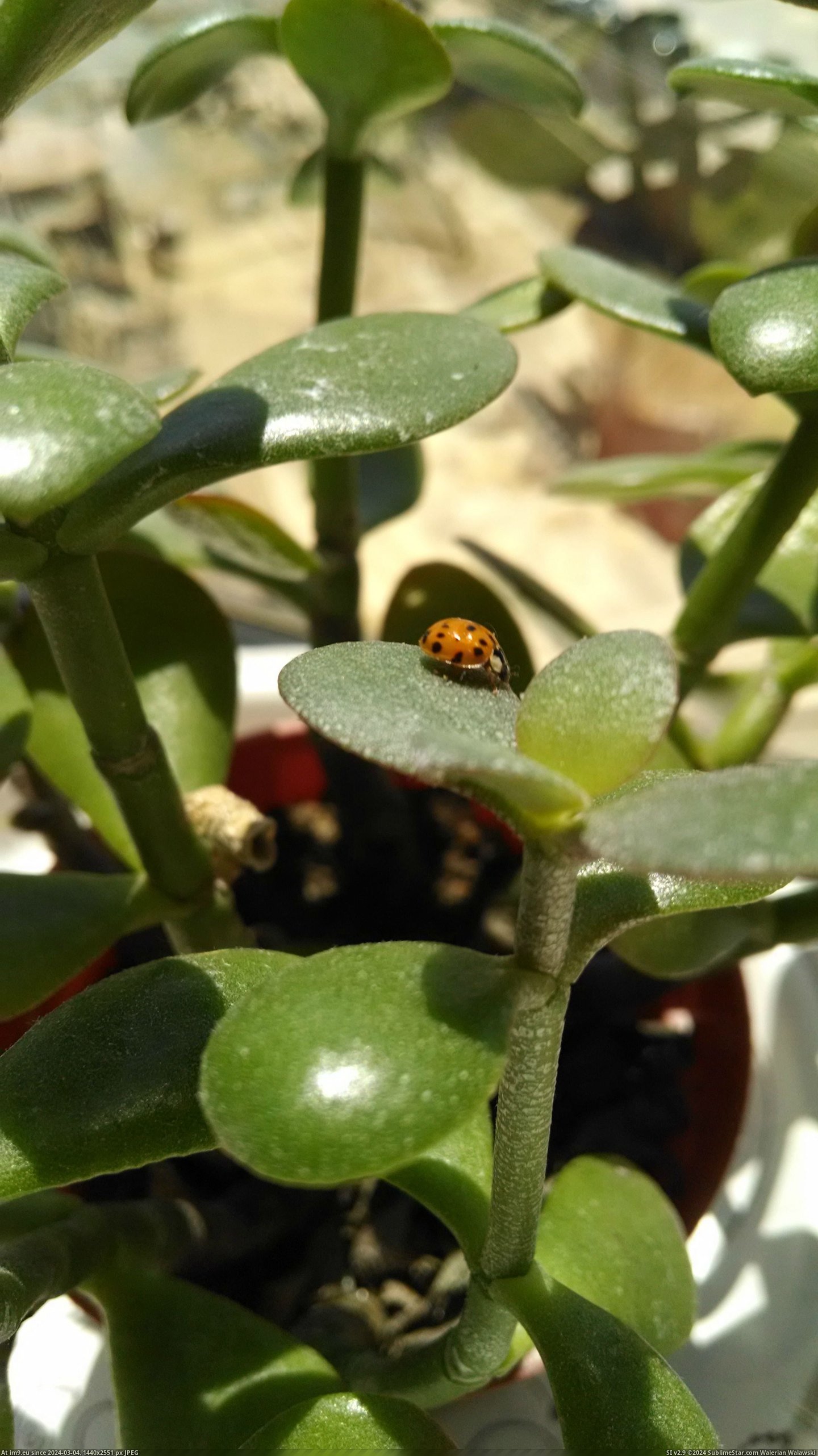 #Port #Ladybug #Usb [Mildlyinteresting] Found a ladybug in my usb port 2 Pic. (Image of album My r/MILDLYINTERESTING favs))