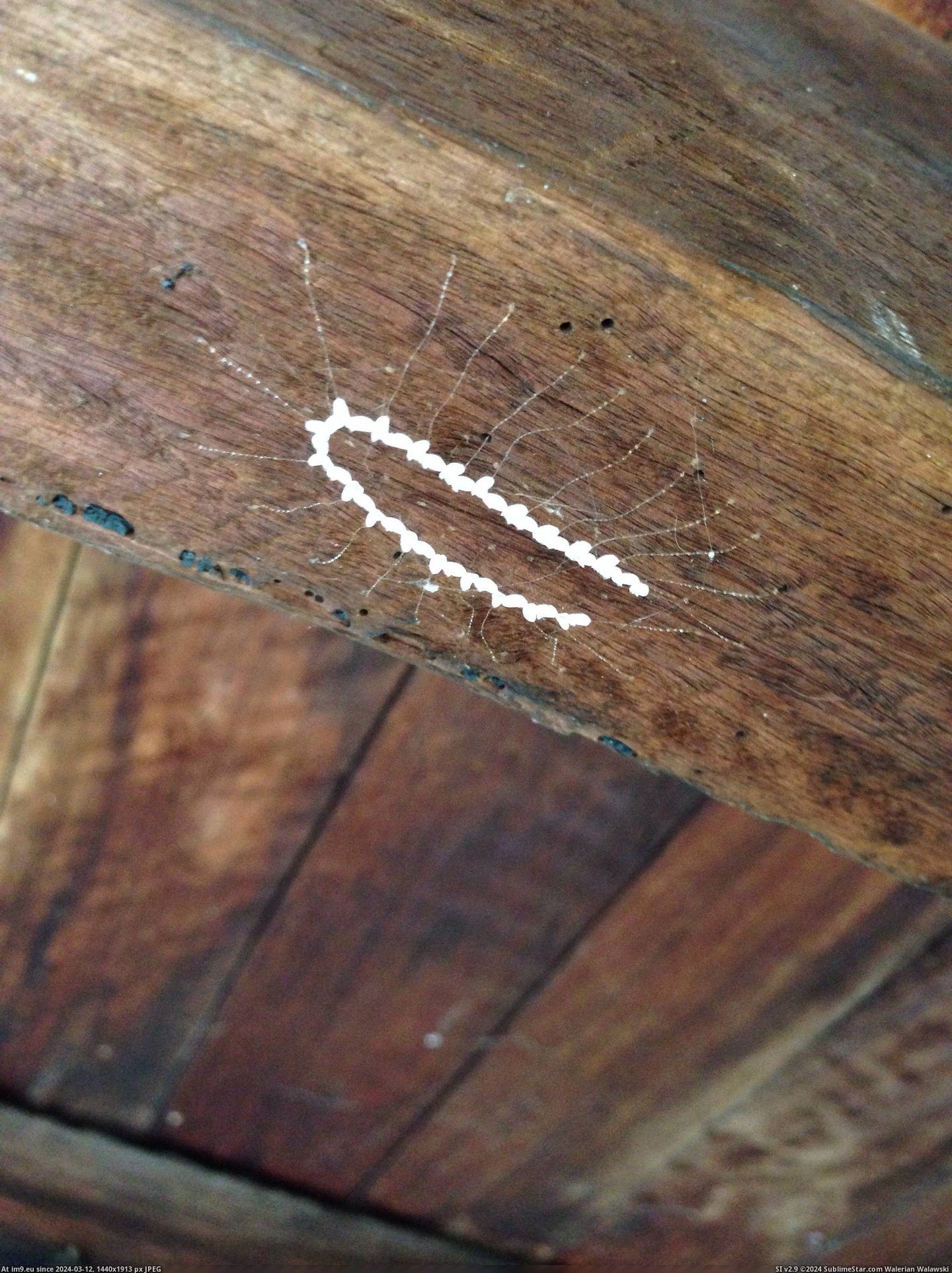 #Wtf #House #Thought #Uncles #Rafters #Australia #Hanging #Considered [Mildlyinteresting] Found this hanging from the rafters under my uncles house in Australia. Considered WTF- thought twice... Pic. (Bild von album My r/MILDLYINTERESTING favs))