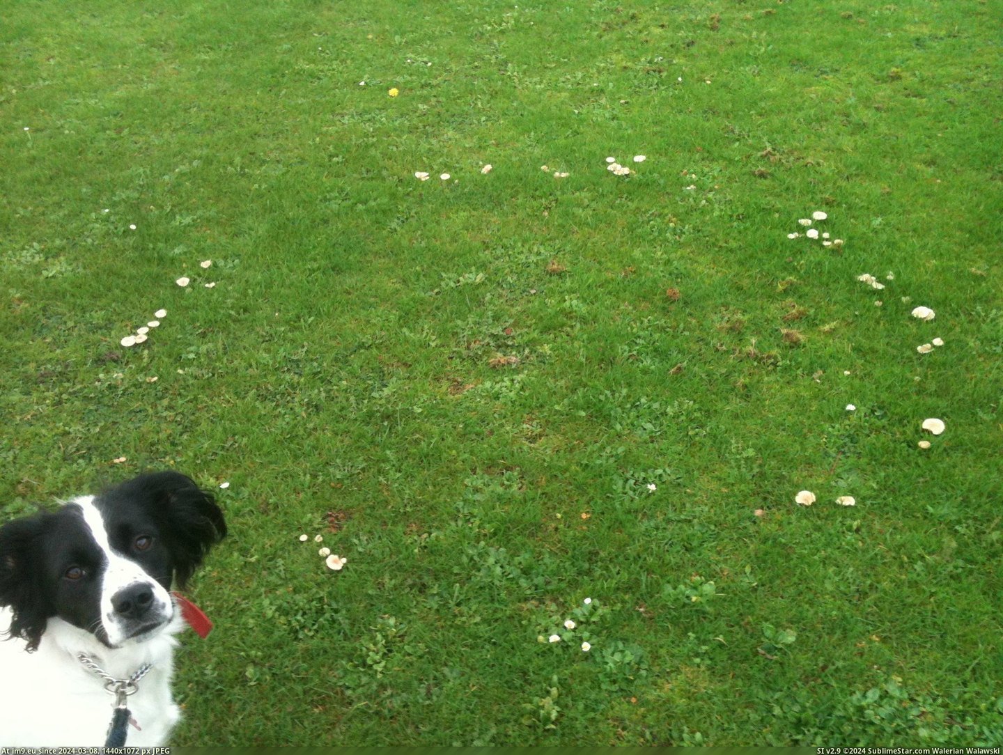 #Dogs #Ring #Fairy #Walking [Mildlyinteresting] I found a Fairy Ring whilst walking the dogs Pic. (Image of album My r/MILDLYINTERESTING favs))