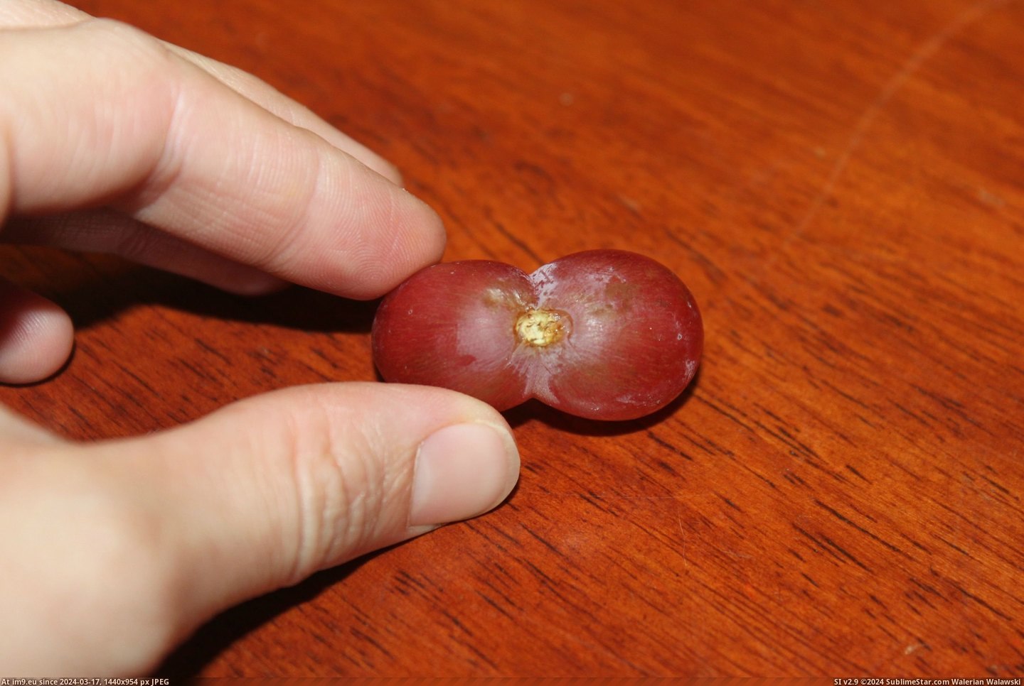 #Grapes  #Conjoined [Mildlyinteresting] I found conjoined grapes. 1 Pic. (Image of album My r/MILDLYINTERESTING favs))
