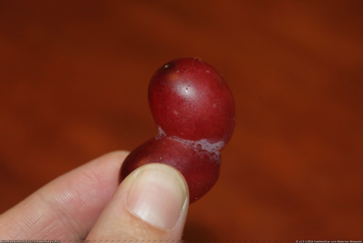 #Grapes  #Conjoined [Mildlyinteresting] I found conjoined grapes. 3 Pic. (Obraz z album My r/MILDLYINTERESTING favs))