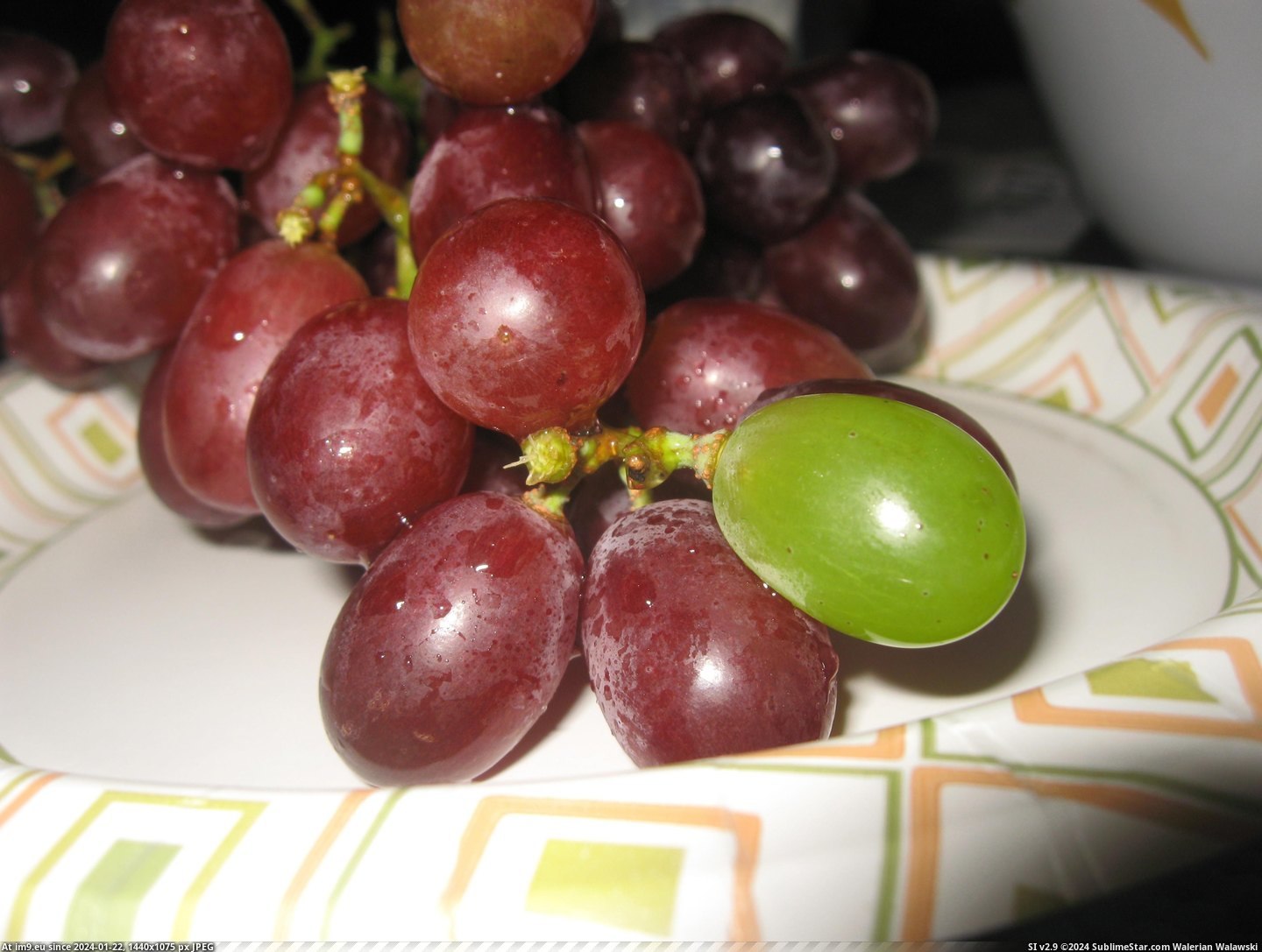 #One #Green #Grapes #Grape #Cluster #Purple #Growing [Mildlyinteresting] I found one green grape growing on a cluster of purple grapes Pic. (Bild von album My r/MILDLYINTERESTING favs))