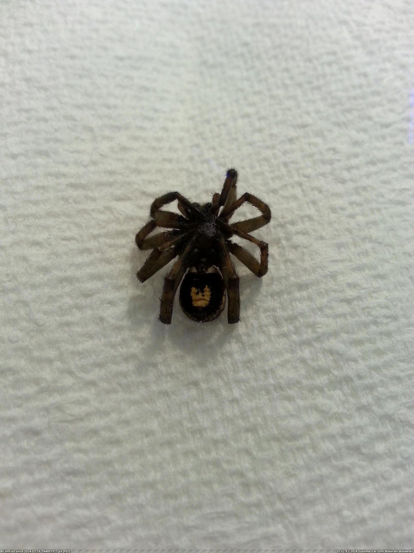#Work #Tang #Spider [Mildlyinteresting] I found this WU-TANG SPIDER at work Pic. (Image of album My r/MILDLYINTERESTING favs))
