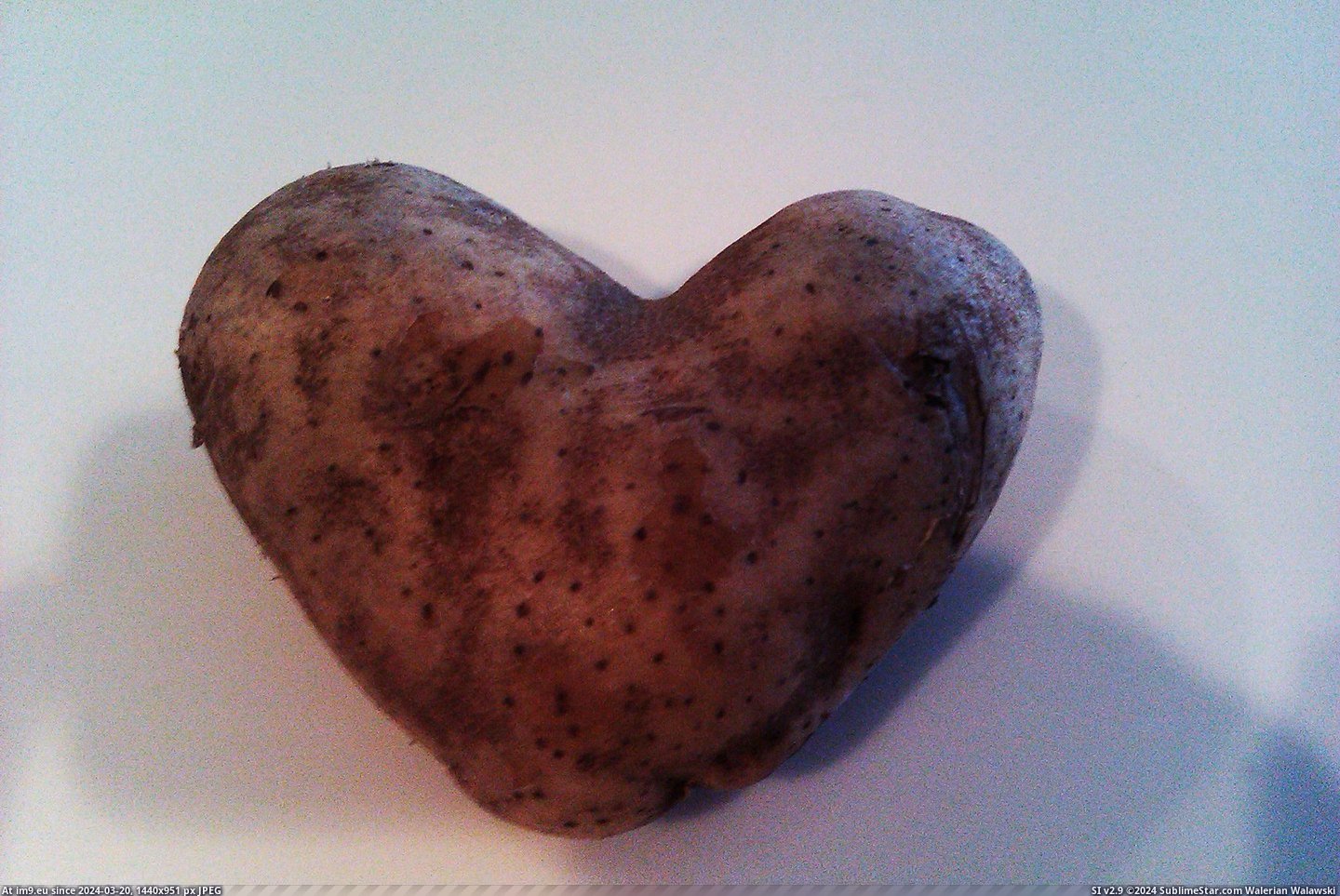 #One #Two #Potatoes #Fused #Heart #Kind [Mildlyinteresting] I found two potatoes fused into one and it looks kind of like a heart I think? Pic. (Bild von album My r/MILDLYINTERESTING favs))