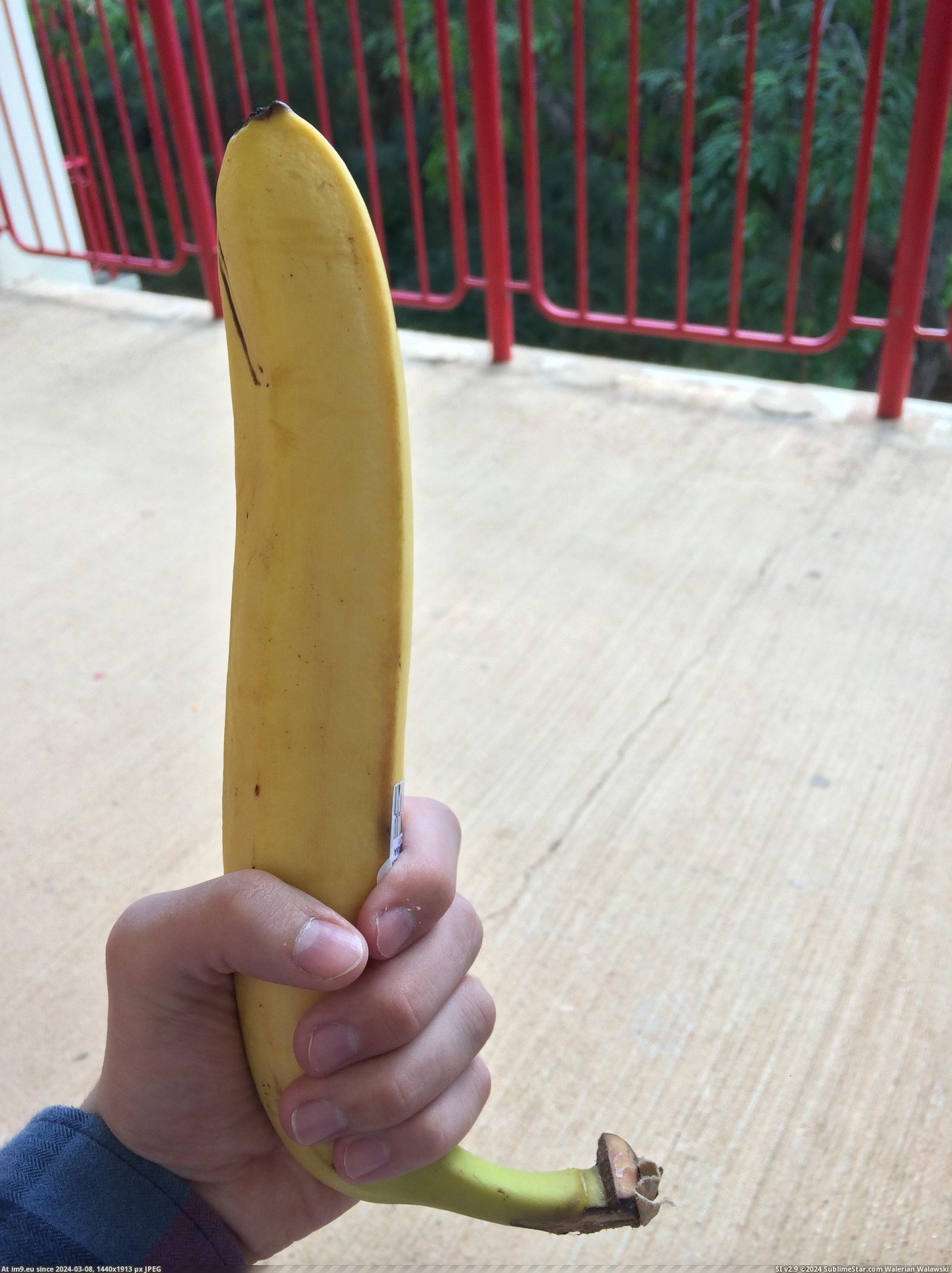 #Large #Lunch #Abnormally #Banana [Mildlyinteresting] I got an abnormally large banana with my lunch today. Pic. (Image of album My r/MILDLYINTERESTING favs))
