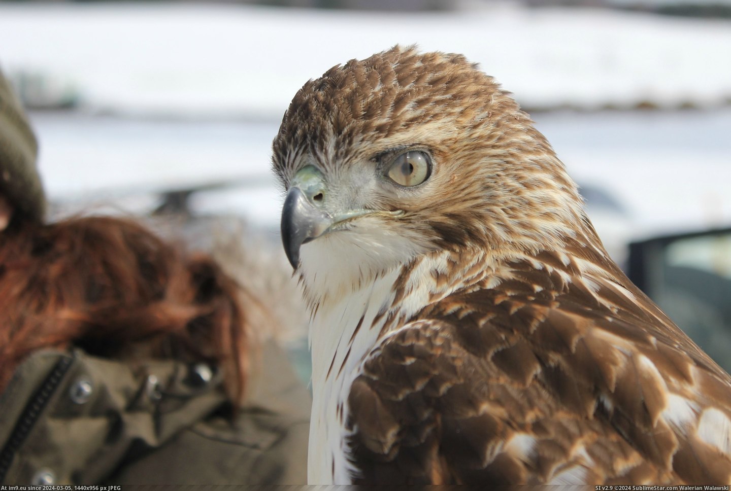 #Photographed #Hawk #Blink #Mid [Mildlyinteresting] I photographed this hawk mid-blink. Pic. (Изображение из альбом My r/MILDLYINTERESTING favs))