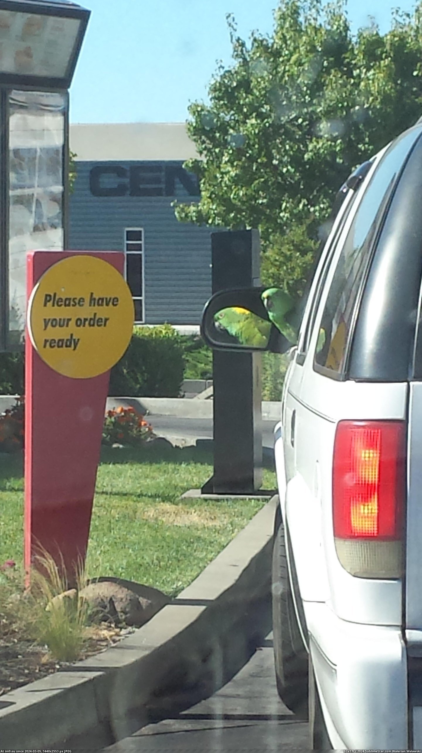 #Saw #Mcdonalds #Bird [Mildlyinteresting] I saw a bird ordering some McDonalds Pic. (Obraz z album My r/MILDLYINTERESTING favs))