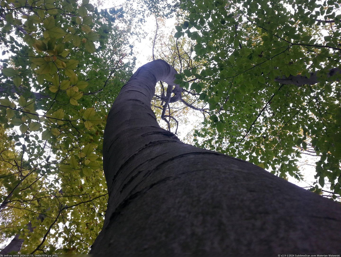 #Was #Thought #Mildly #Spiraling #Tree #Interesting [Mildlyinteresting] I thought that this mildly spiraling tree was mildly interesting Pic. (Bild von album My r/MILDLYINTERESTING favs))
