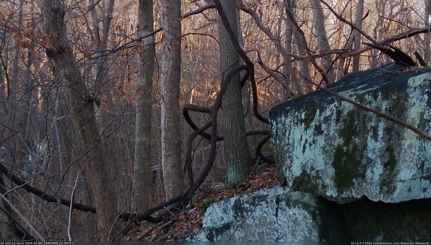 #Saw #Turned #Vines #Walk #Shape [Mildlyinteresting] I turned during a walk and saw this shape made by some vines. 2 Pic. (Image of album My r/MILDLYINTERESTING favs))