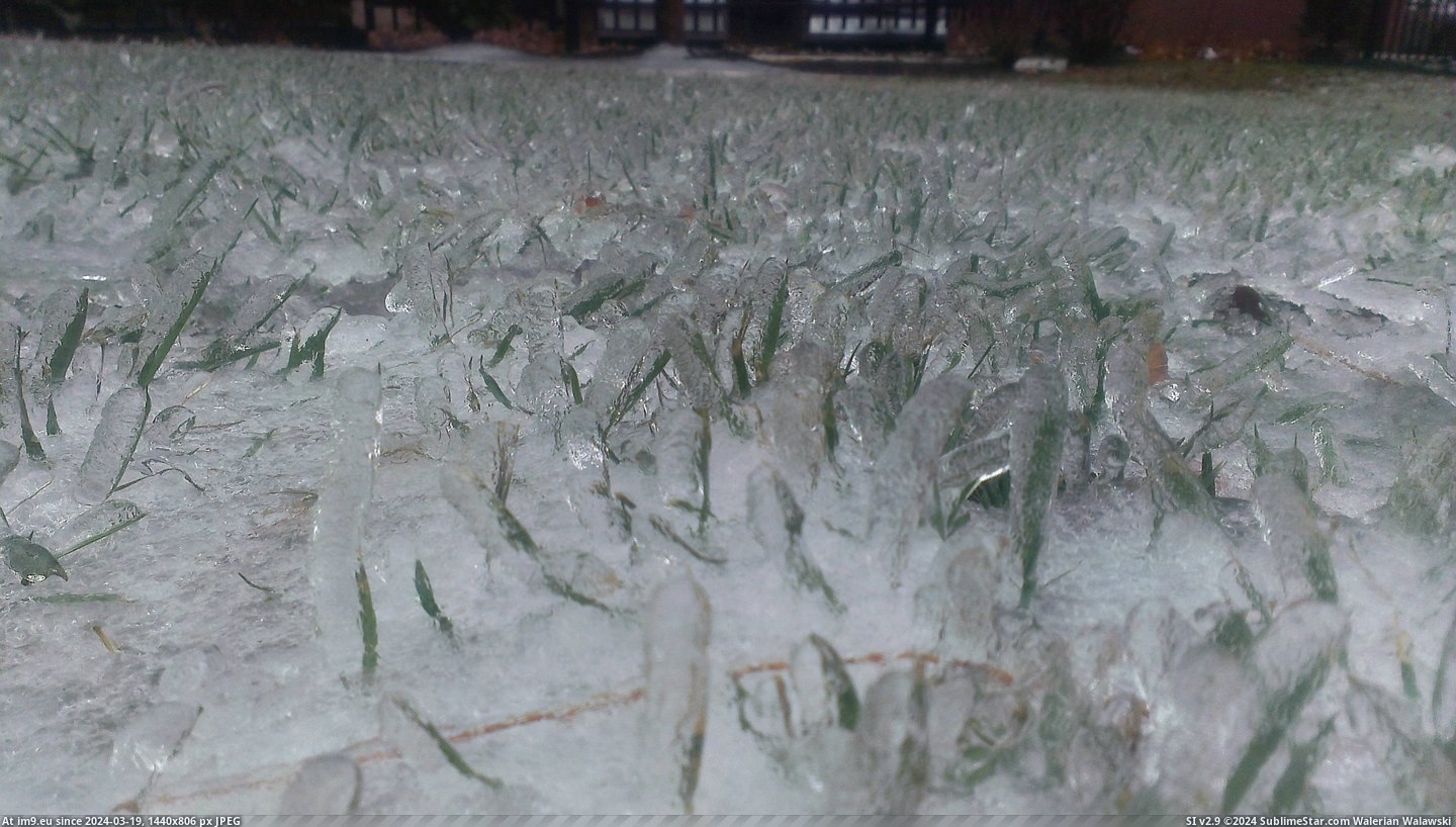 #Frozen #Blades #Individually #Grass [Mildlyinteresting] Individually frozen blades of grass. Pic. (Bild von album My r/MILDLYINTERESTING favs))