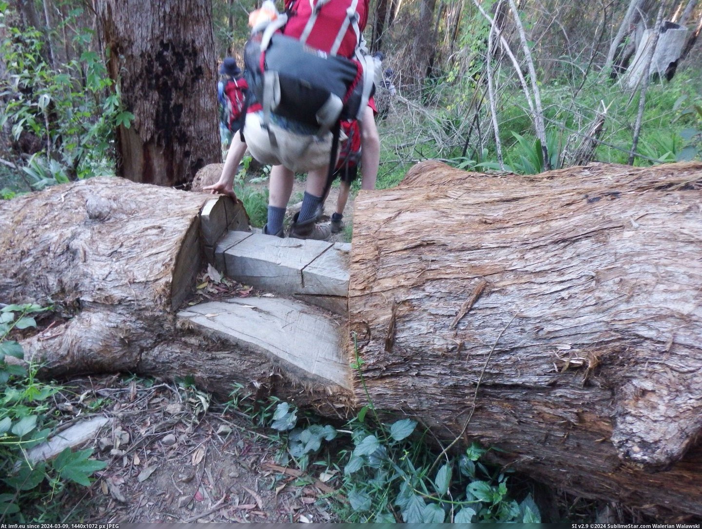 #Tree #Moving #Steps #Cut #Path [Mildlyinteresting] Instead of moving this tree off the path, they cut some steps into it. Pic. (Image of album My r/MILDLYINTERESTING favs))