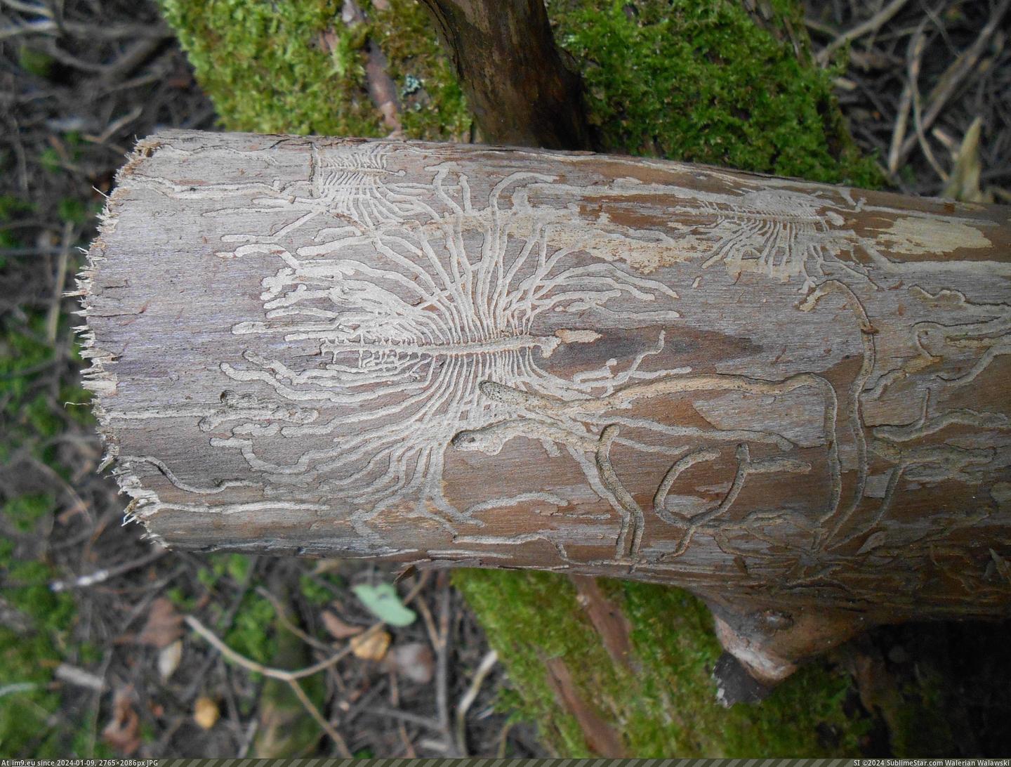 [Mildlyinteresting] Interesting pattern carved by worms on a log (in My r/MILDLYINTERESTING favs)