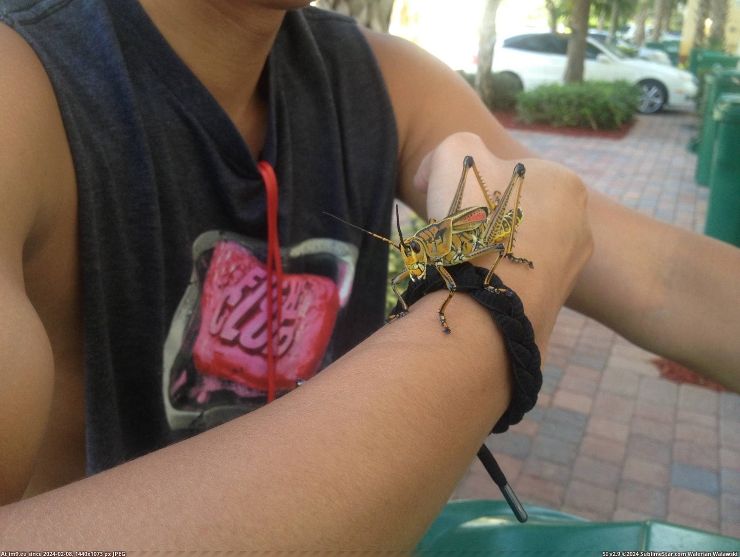 #Large #Friends #Grasshopper #Arm #Landed [Mildlyinteresting] large grasshopper landed on my friends arm. Pic. (Image of album My r/MILDLYINTERESTING favs))