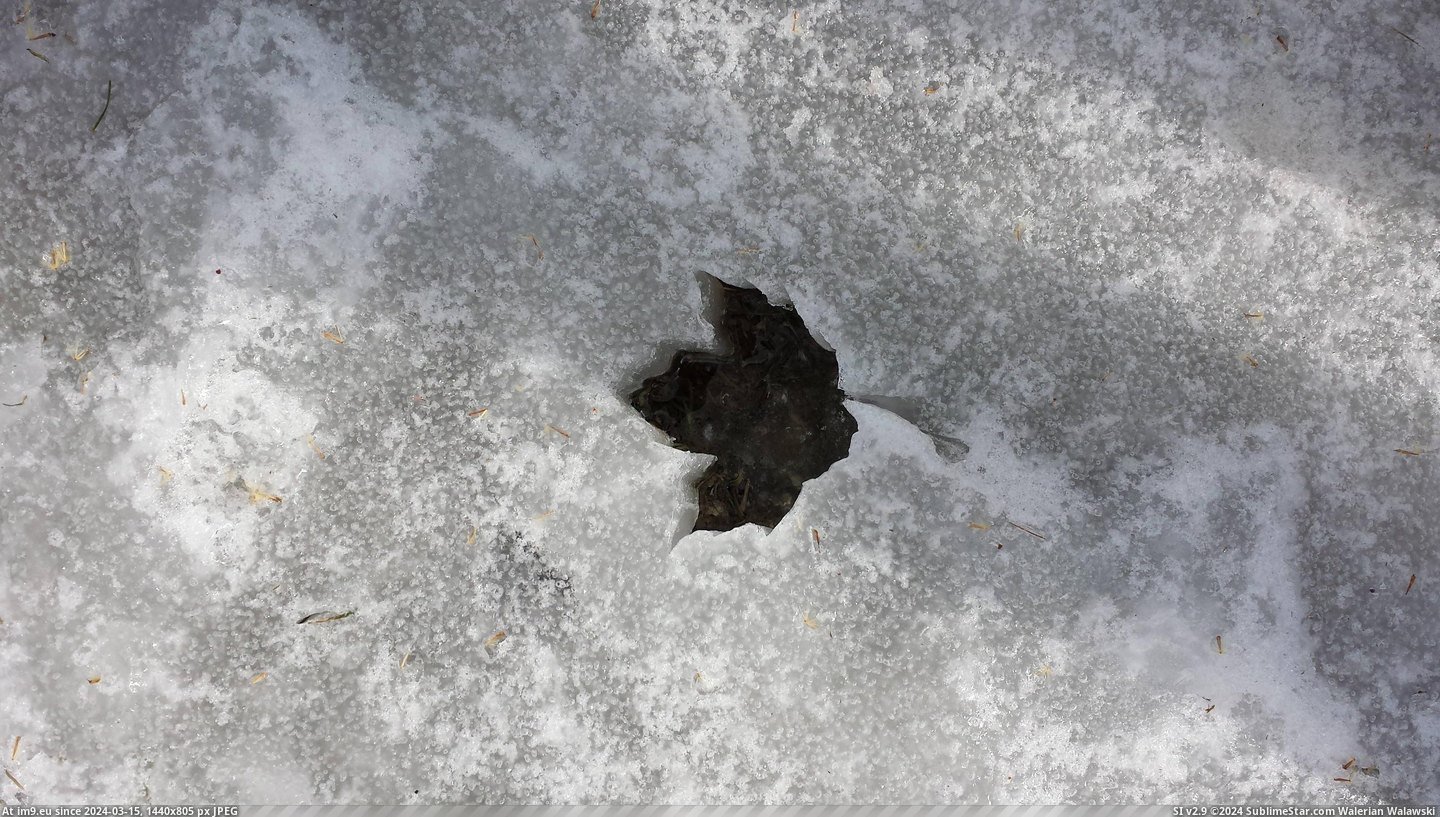 #Ice #Leaf #Melted #Shape [Mildlyinteresting] Leaf shape melted into ice. Pic. (Image of album My r/MILDLYINTERESTING favs))