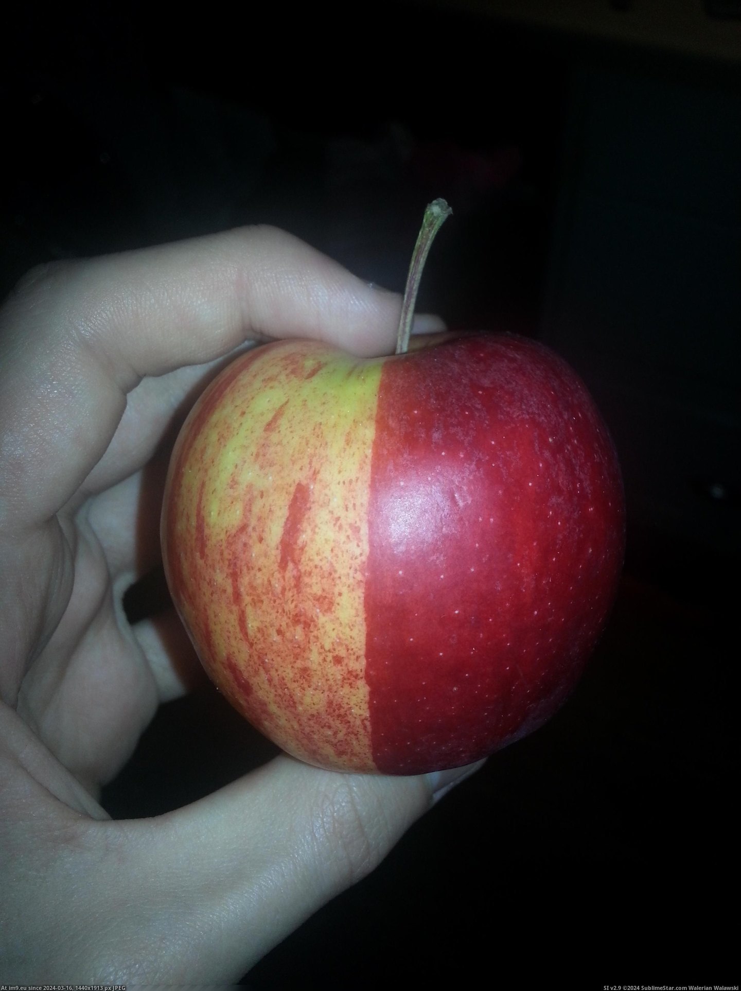 #Two #Line #Colours #Dividing #Apple #Straight [Mildlyinteresting] My apple has a straight line dividing two colours Pic. (Image of album My r/MILDLYINTERESTING favs))