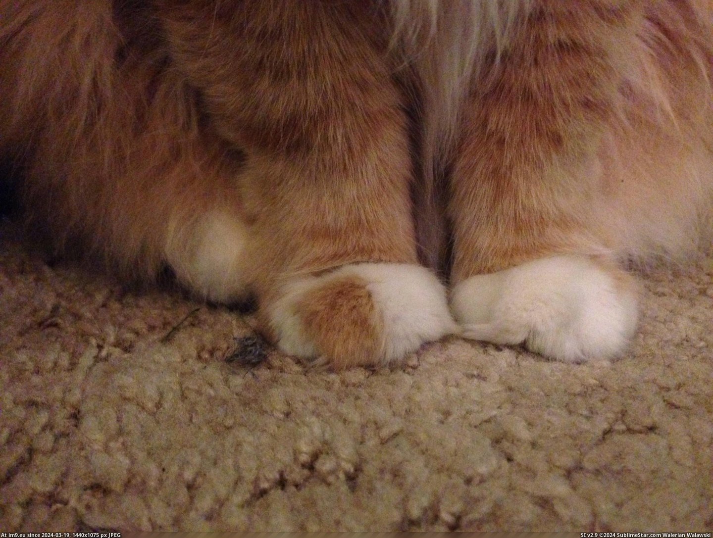 #One #Orange #Toe #Cat [Mildlyinteresting] My cat has one orange toe 1 Pic. (Obraz z album My r/MILDLYINTERESTING favs))