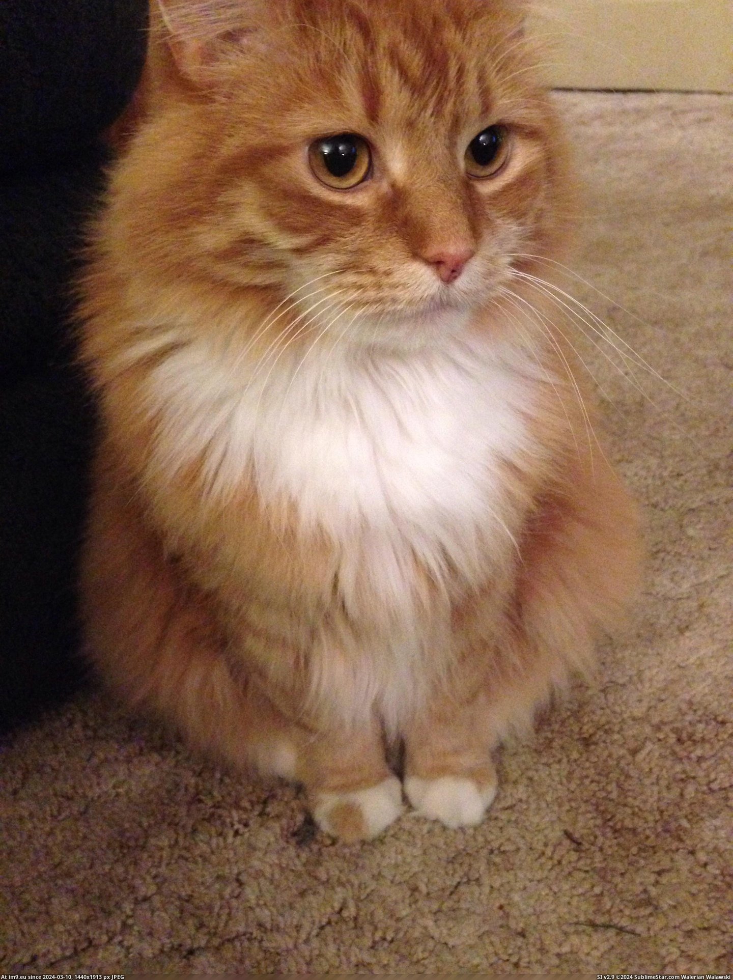 #One #Orange #Toe #Cat [Mildlyinteresting] My cat has one orange toe 2 Pic. (Bild von album My r/MILDLYINTERESTING favs))