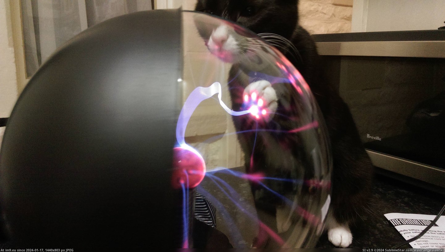 #Cat #Plasma #Smooch #Ball [Mildlyinteresting] My cat Smooch with a Plasma Ball. Pic. (Image of album My r/MILDLYINTERESTING favs))