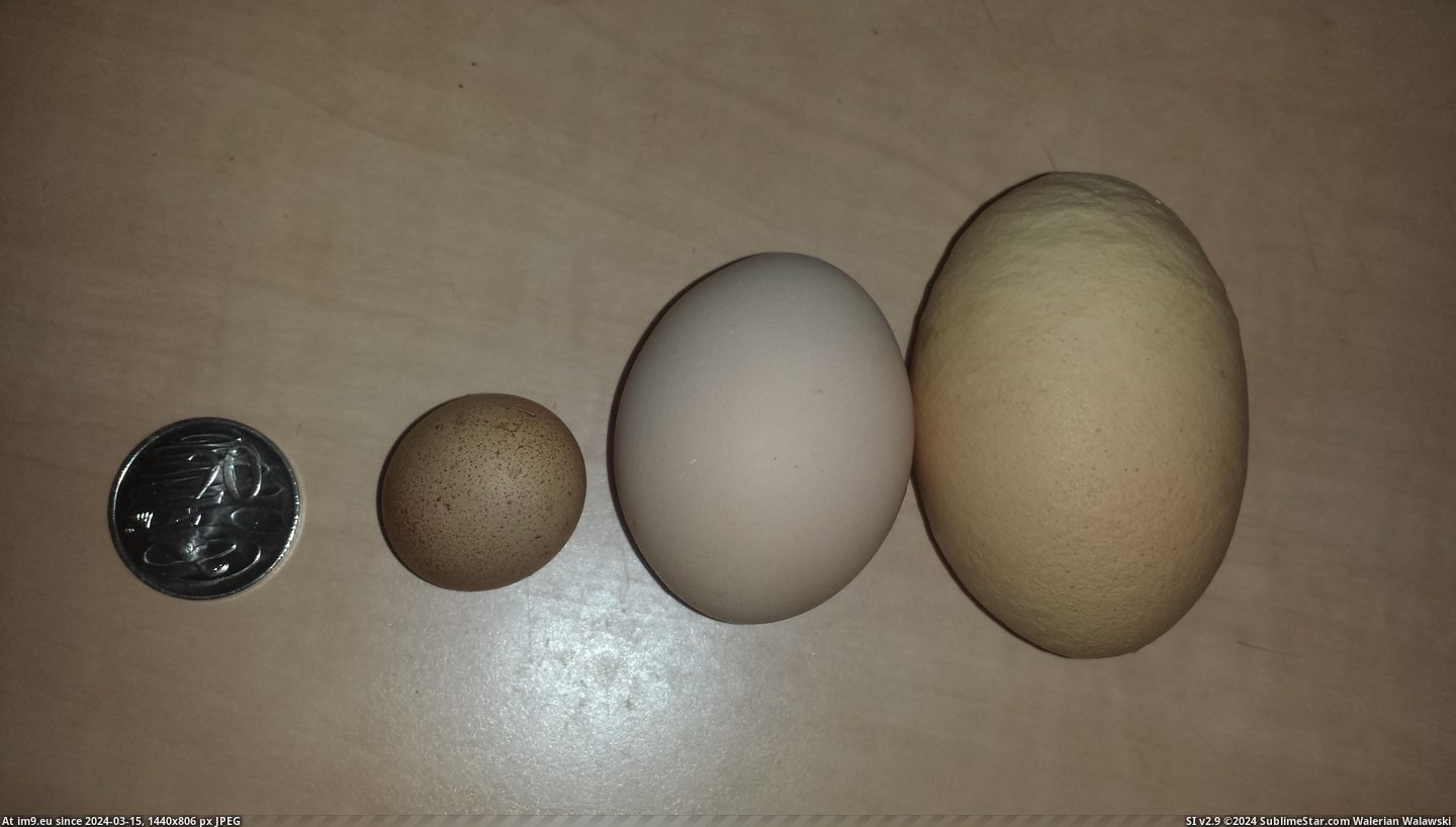 #Sized #Eggs #Inconsistently #Lay #Chickens [Mildlyinteresting] My chickens lay inconsistently sized eggs Pic. (Obraz z album My r/MILDLYINTERESTING favs))
