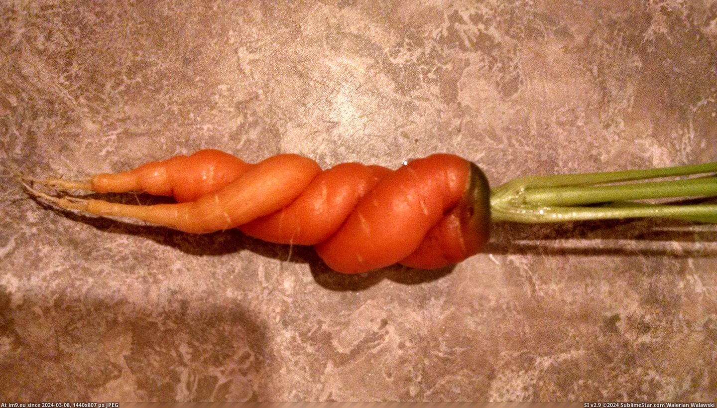 #Friend #Grew #Carrot #Helix [Mildlyinteresting] My friend grew a helix carrot. Pic. (Image of album My r/MILDLYINTERESTING favs))