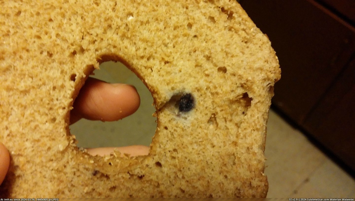 #Wheat #Blueberry #Bagel [Mildlyinteresting] My whole wheat bagel came with a blueberry 6 Pic. (Image of album My r/MILDLYINTERESTING favs))