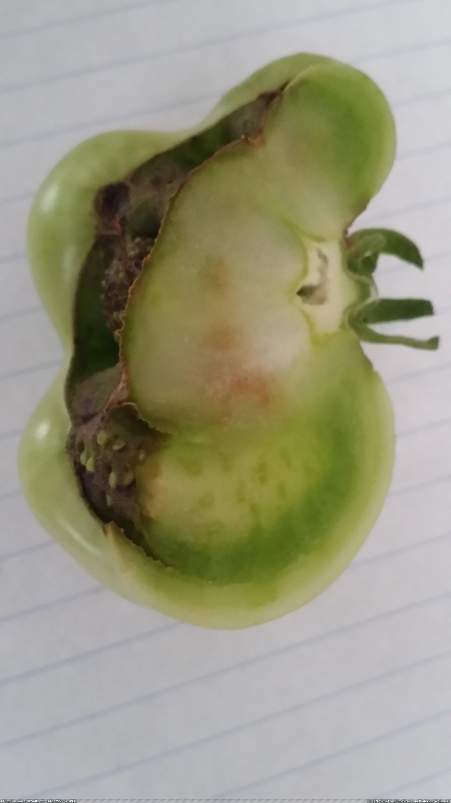 #Created #Strawberry #Hybrid #Fused #Tomato #Seeds [Mildlyinteresting] Our tomato seeds fused with our strawberry seeds and created a hybrid 1 Pic. (Изображение из альбом My r/MILDLYINTERESTING favs))