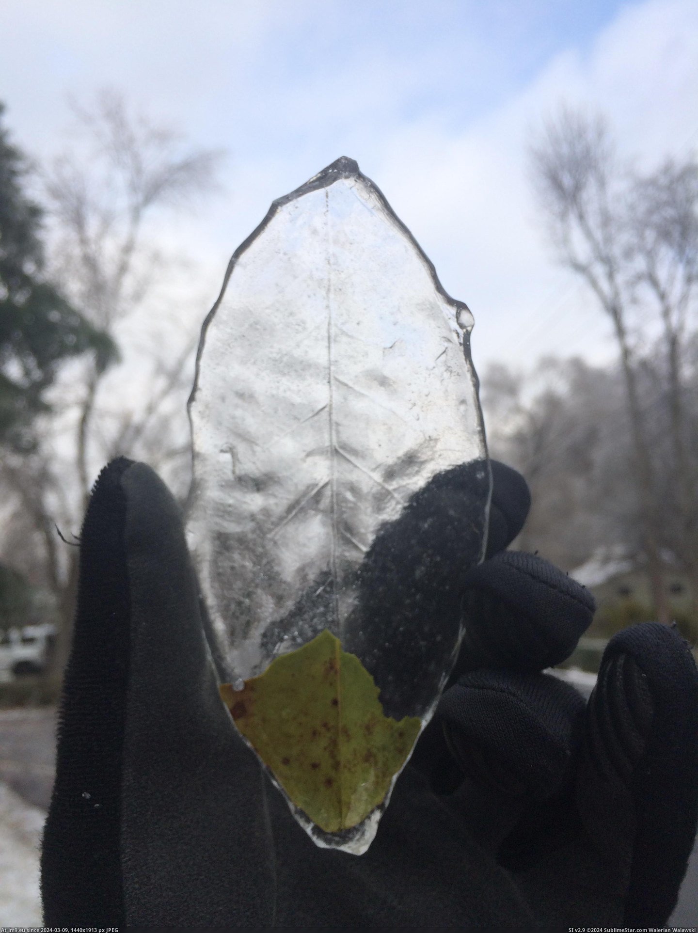#Frozen #Leaf #Perfectly [Mildlyinteresting] Perfectly frozen leaf Pic. (Image of album My r/MILDLYINTERESTING favs))