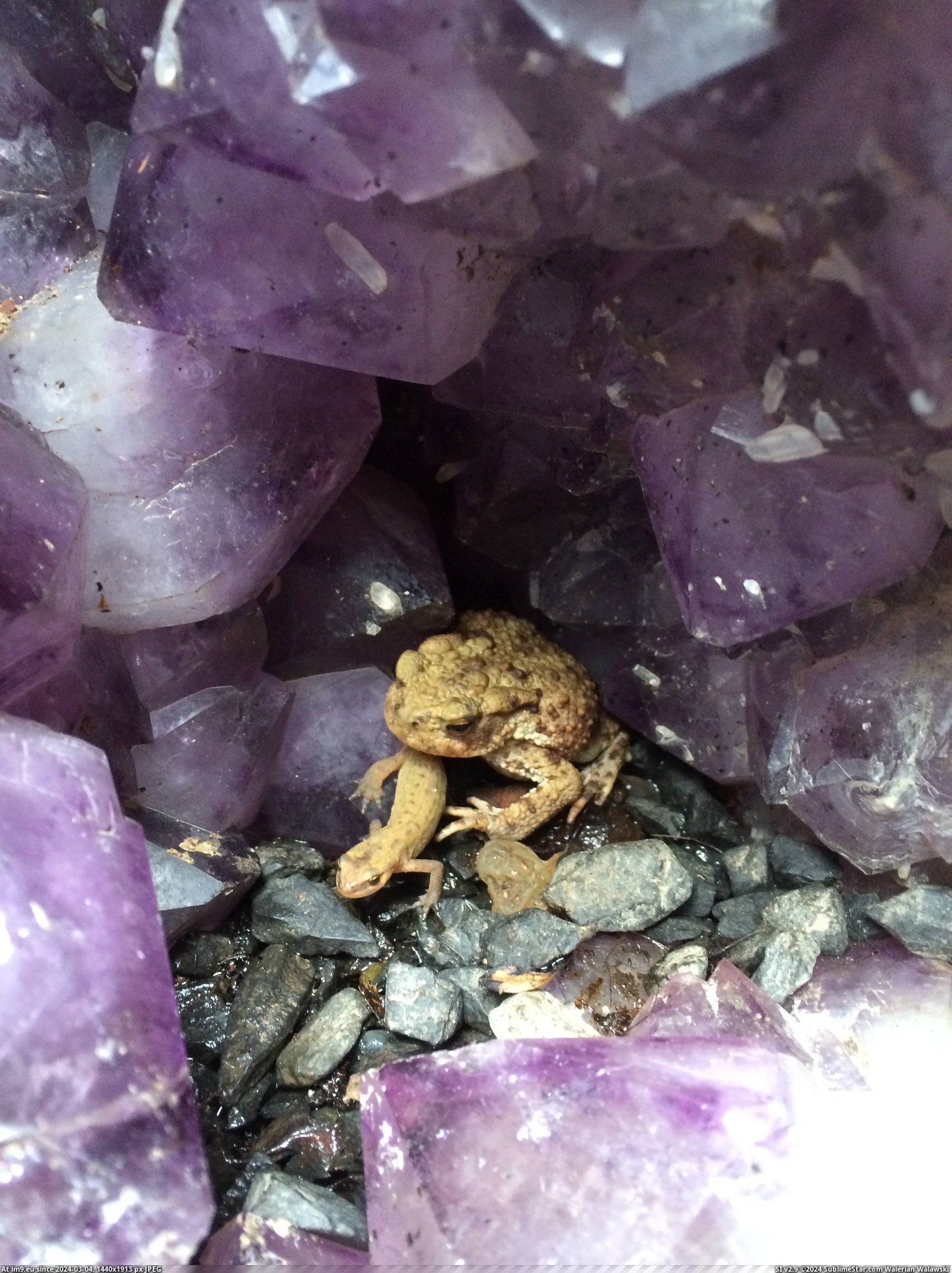 #Saw #Sitting #Cubby #Newt #Amethyst #Toad [Mildlyinteresting] Saw a toad sitting on a newt in an amethyst cubby Pic. (Image of album My r/MILDLYINTERESTING favs))