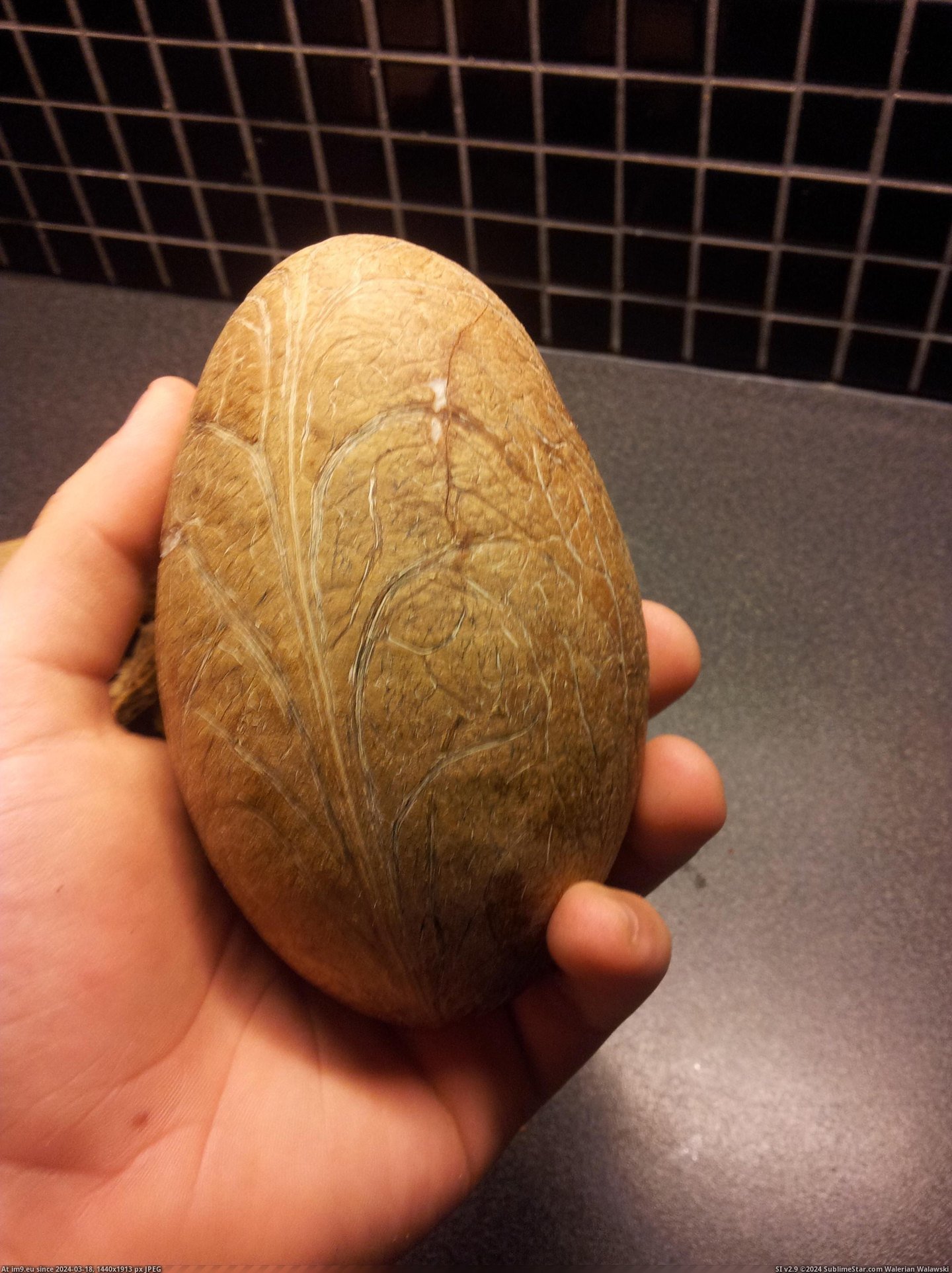 #Breaking #Peeled #Soo #Coconut [Mildlyinteresting] Soo, I just peeled a coconut without breaking it. 1 Pic. (Image of album My r/MILDLYINTERESTING favs))