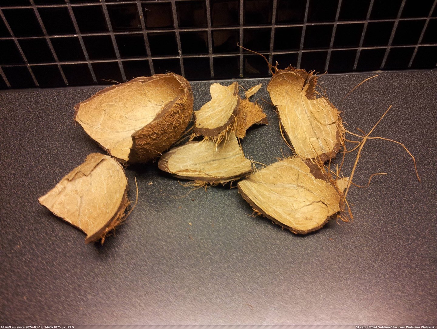 #Breaking #Peeled #Soo #Coconut [Mildlyinteresting] Soo, I just peeled a coconut without breaking it. 2 Pic. (Image of album My r/MILDLYINTERESTING favs))