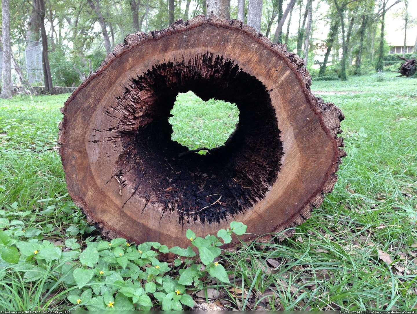 #Out #Log #Rotted #Heart [Mildlyinteresting] The heart of a rotted out log Pic. (Obraz z album My r/MILDLYINTERESTING favs))