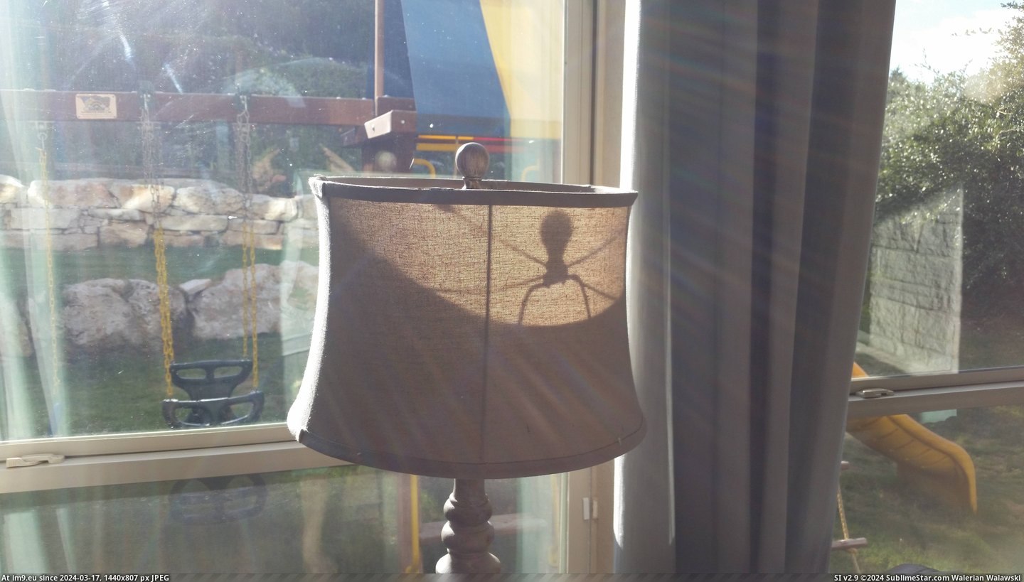 #Ass #Spider #Lamp #Bad [Mildlyinteresting] The inside of my lamp really looks like a bad ass spider Pic. (Bild von album My r/MILDLYINTERESTING favs))