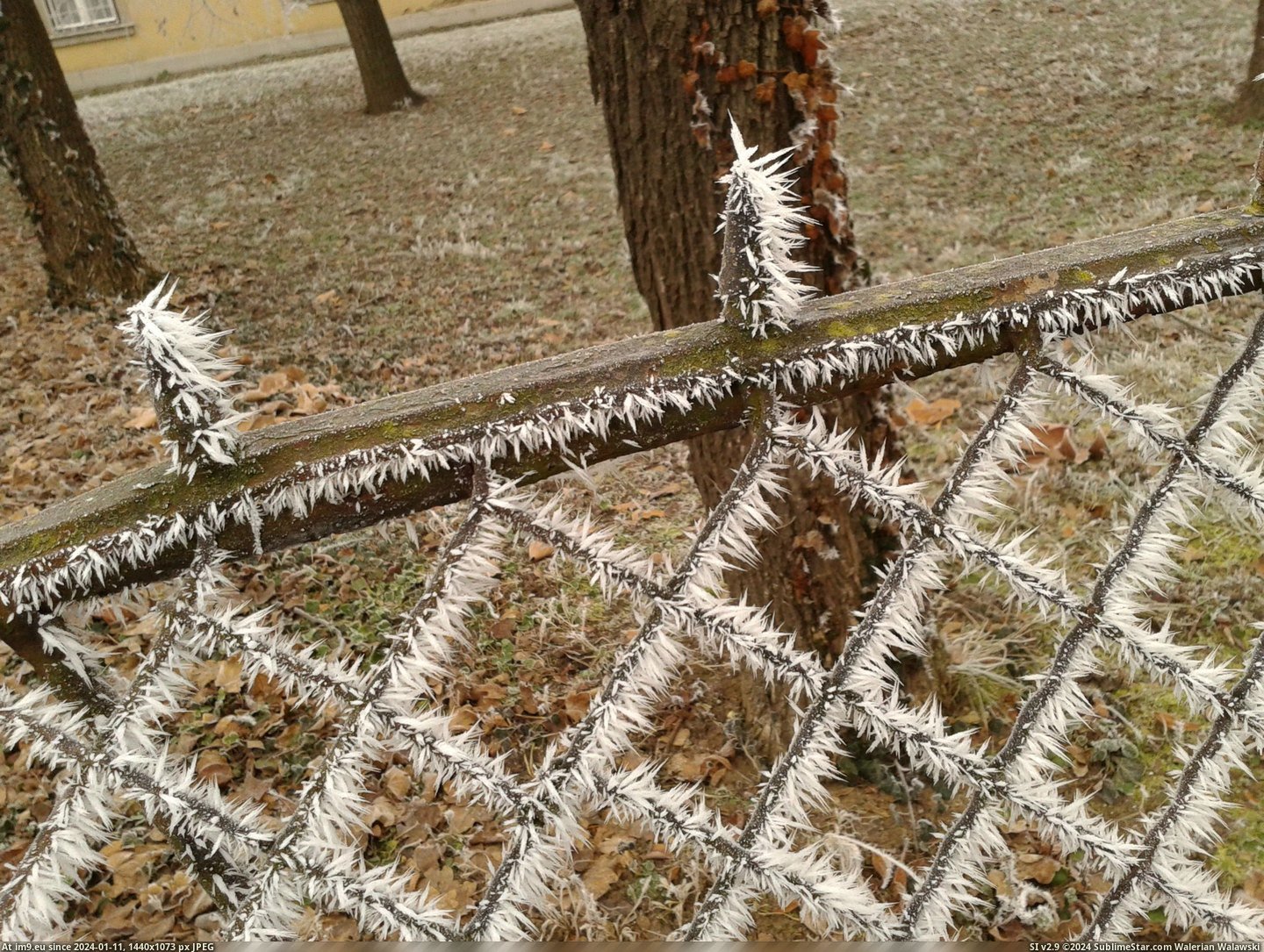 #Morning #Created #Spikes #Fence #Frost [Mildlyinteresting] The morning frost created spikes on the fence Pic. (Obraz z album My r/MILDLYINTERESTING favs))