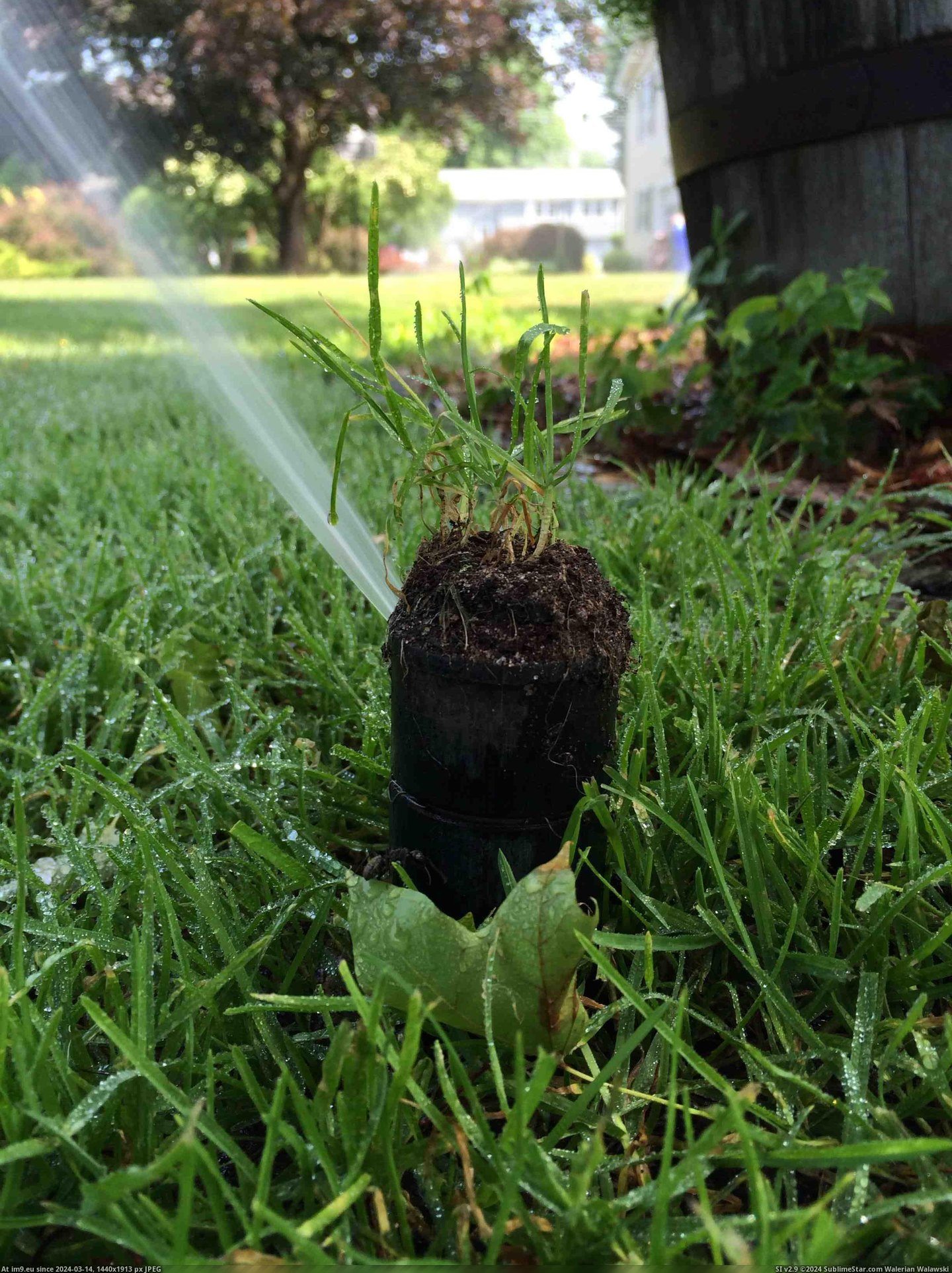 #Top #Front #Head #Sprinkler #Disrupt #Growing #Yard #Grass [Mildlyinteresting] The sprinkler head in my front yard doesn't disrupt the grass growing on top of it Pic. (Image of album My r/MILDLYINTERESTING favs))