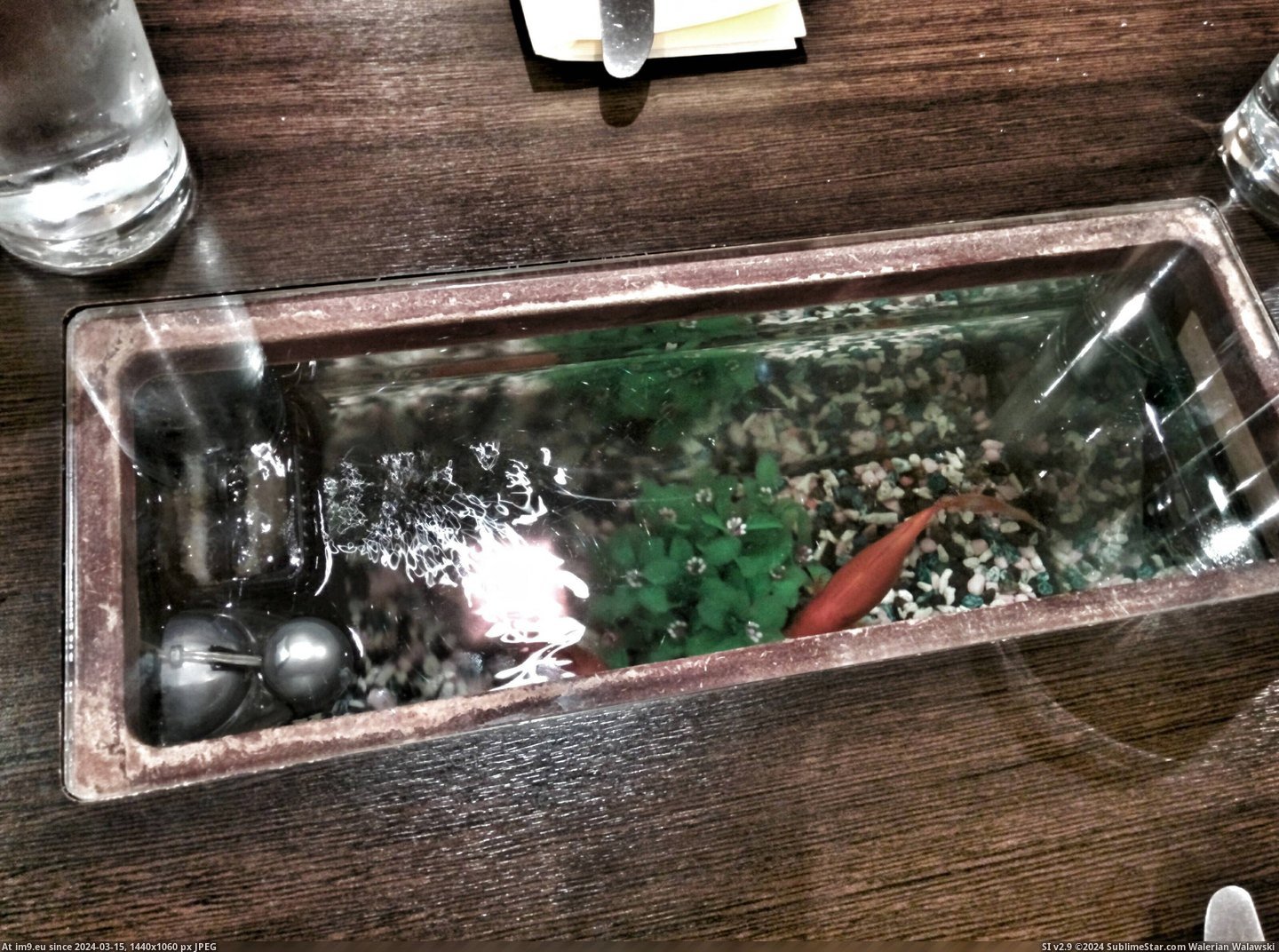 #Bowl #Restaurant #Tables #Fish [Mildlyinteresting] The tables in this restaurant have a fish bowl in the middle of them. Pic. (Image of album My r/MILDLYINTERESTING favs))