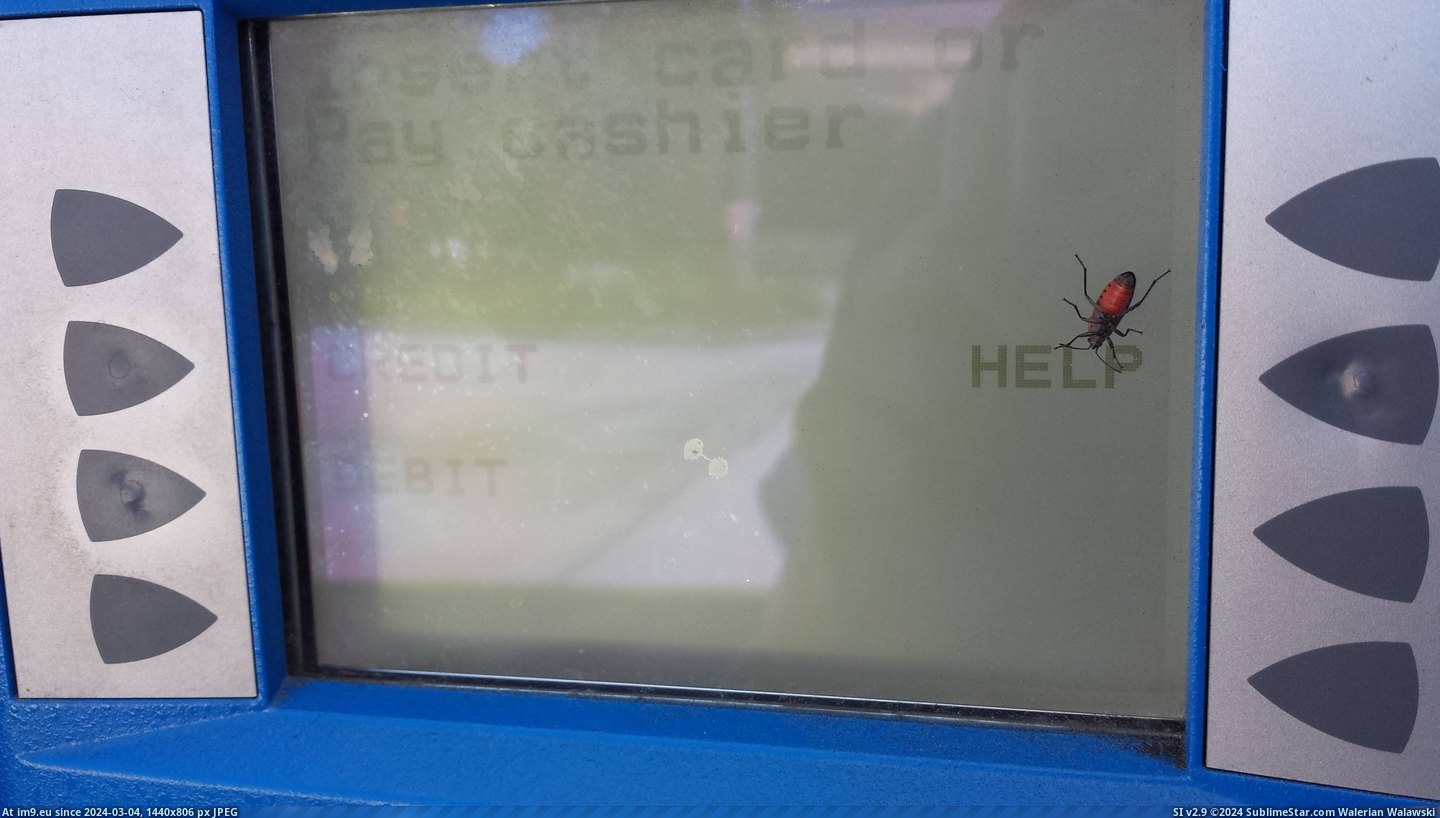 #Word #Card #Bug #Reader #Trapped #Display #Credit [Mildlyinteresting] There is a bug trapped inside the display of this credit card reader, and it's right next to the word 'HELP' Pic. (Bild von album My r/MILDLYINTERESTING favs))