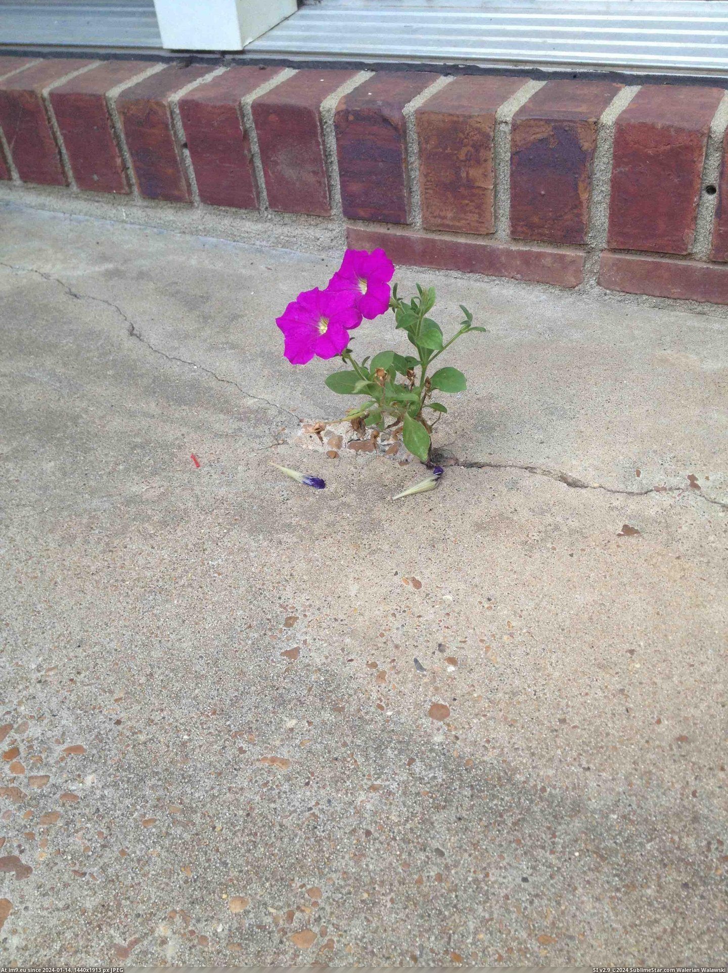 #Flowers #Concrete #Grow [Mildlyinteresting] these flowers grow out of the concrete Pic. (Image of album My r/MILDLYINTERESTING favs))
