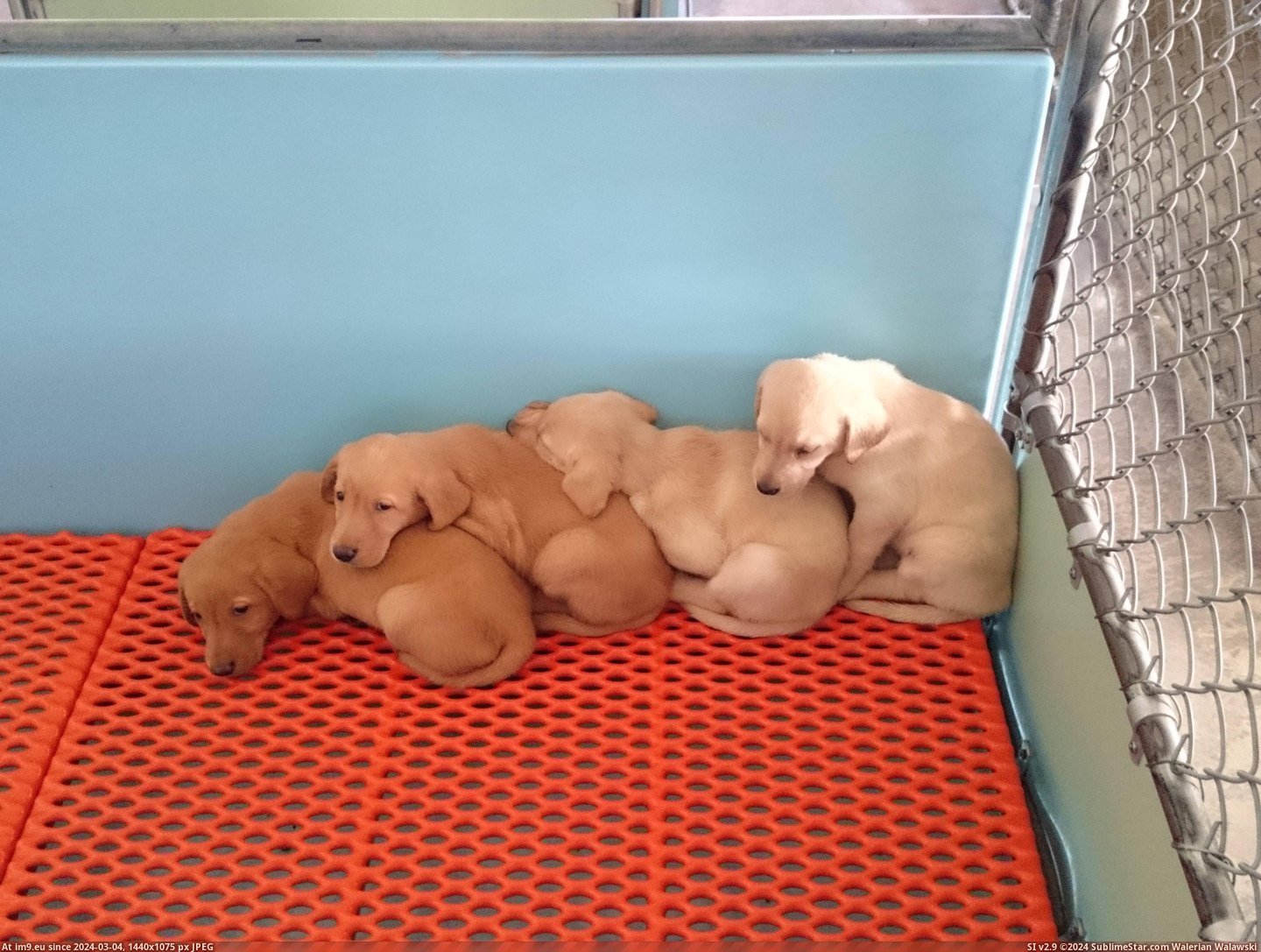 #Puppies #Gradient #Sorted [Mildlyinteresting] These puppies are sorted by gradient Pic. (Image of album My r/MILDLYINTERESTING favs))