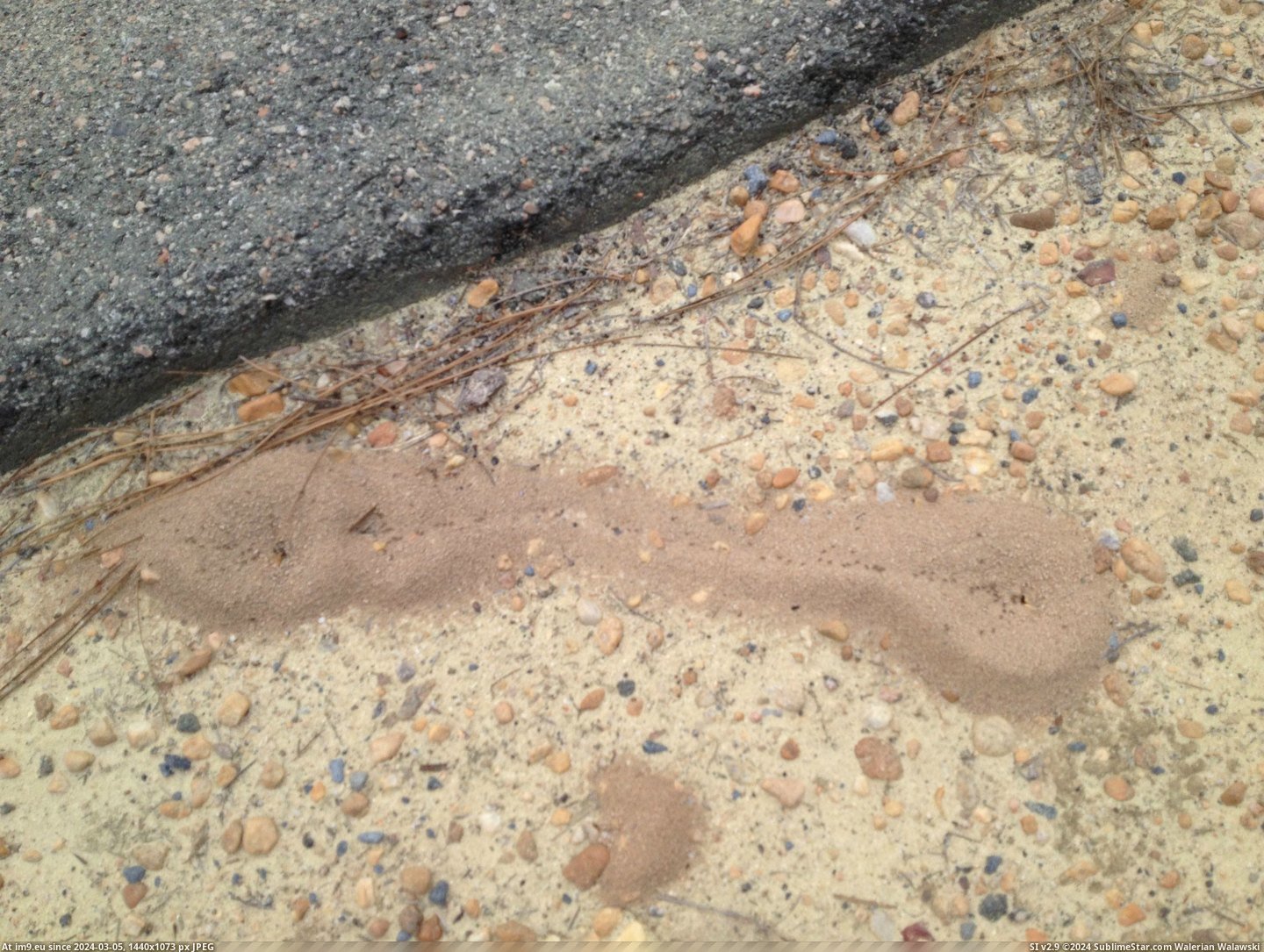 #Two #People #Ant #Colonies #Road #Created [Mildlyinteresting] These two ant colonies created a road between their people. Pic. (Obraz z album My r/MILDLYINTERESTING favs))