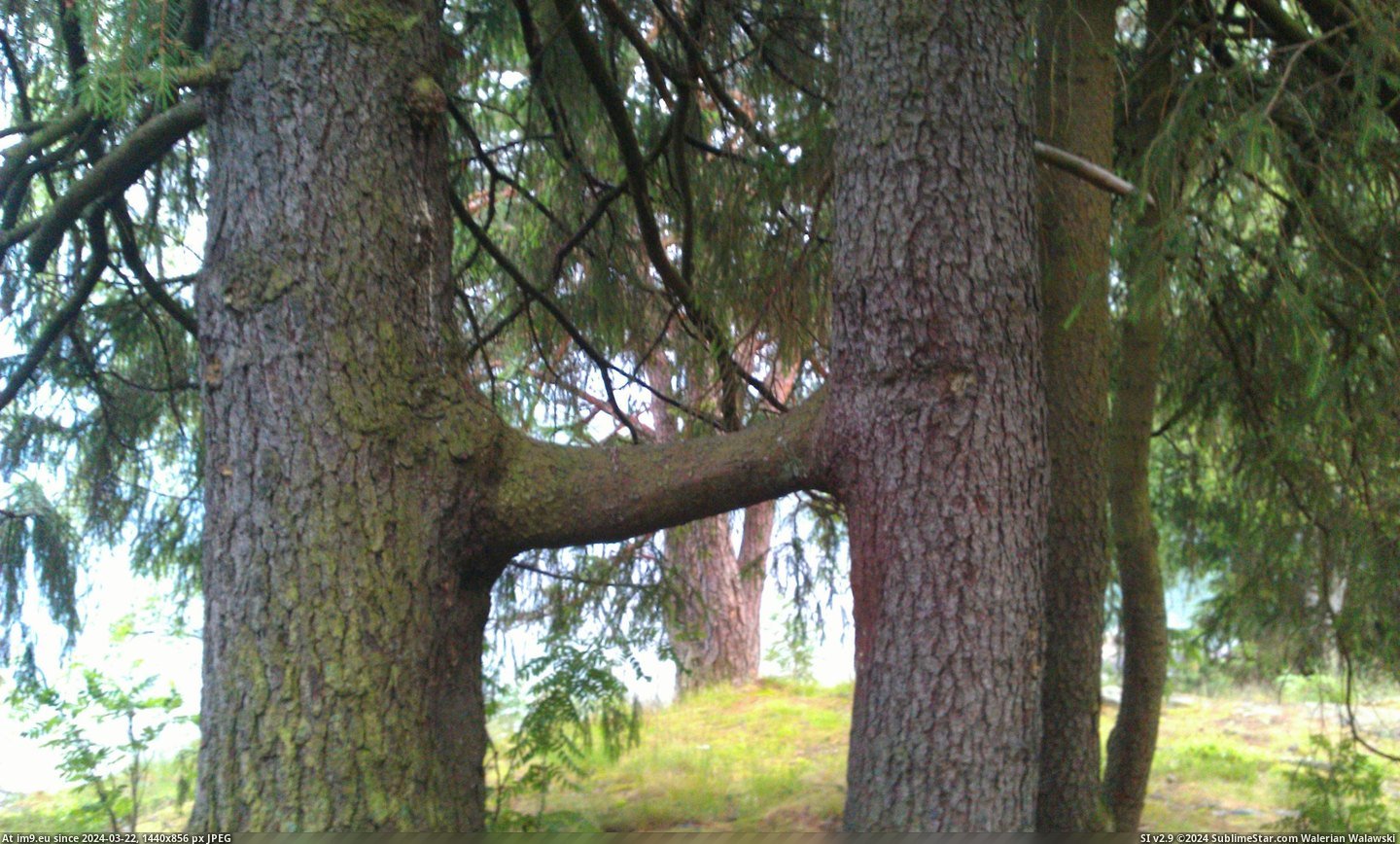 #Two #Grew #Togheter #Trees [Mildlyinteresting] These two trees grew togheter. Pic. (Изображение из альбом My r/MILDLYINTERESTING favs))