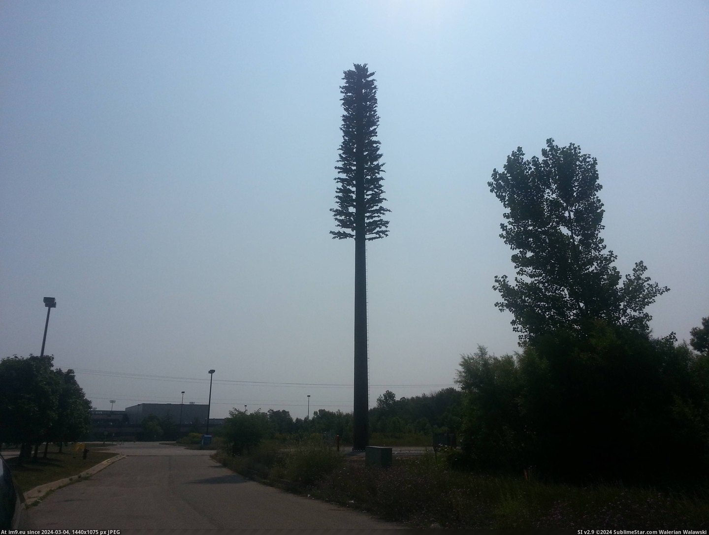 #Tree #Lot #Parking #Cell #Disguised #Phone #Tower [Mildlyinteresting] They put up a cell phone tower disguised as a tree..in the middle of a parking lot. Pic. (Obraz z album My r/MILDLYINTERESTING favs))
